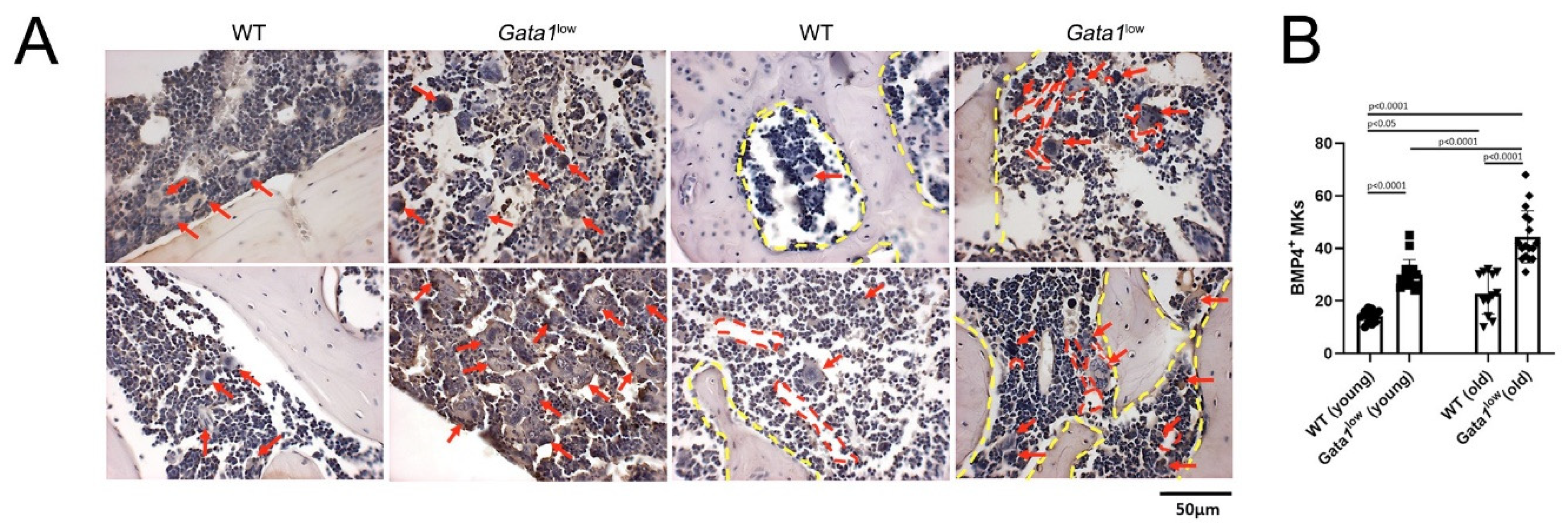 Biomolecules 12 00234 g011 Biomolecules 12 00234 g011