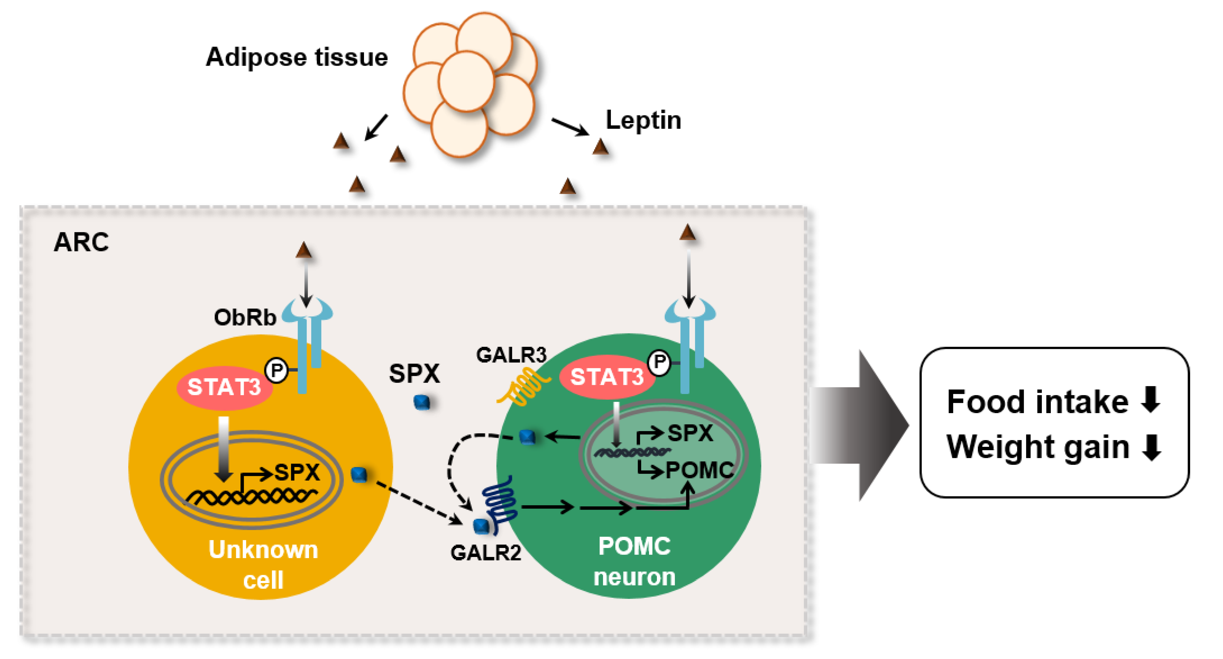 Biomolecules 12 00236 g006