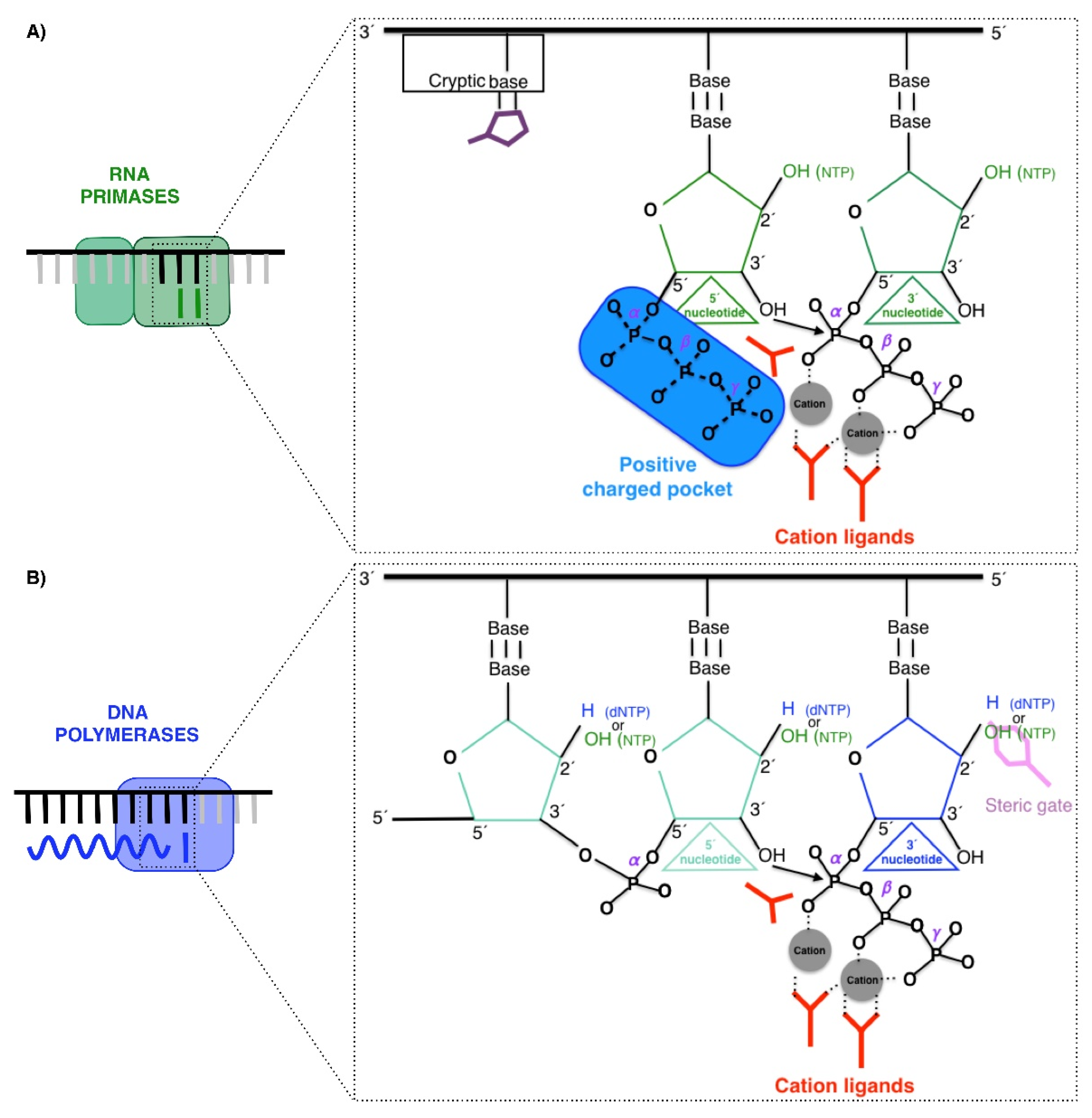 Biomolecules 12 00248 g002