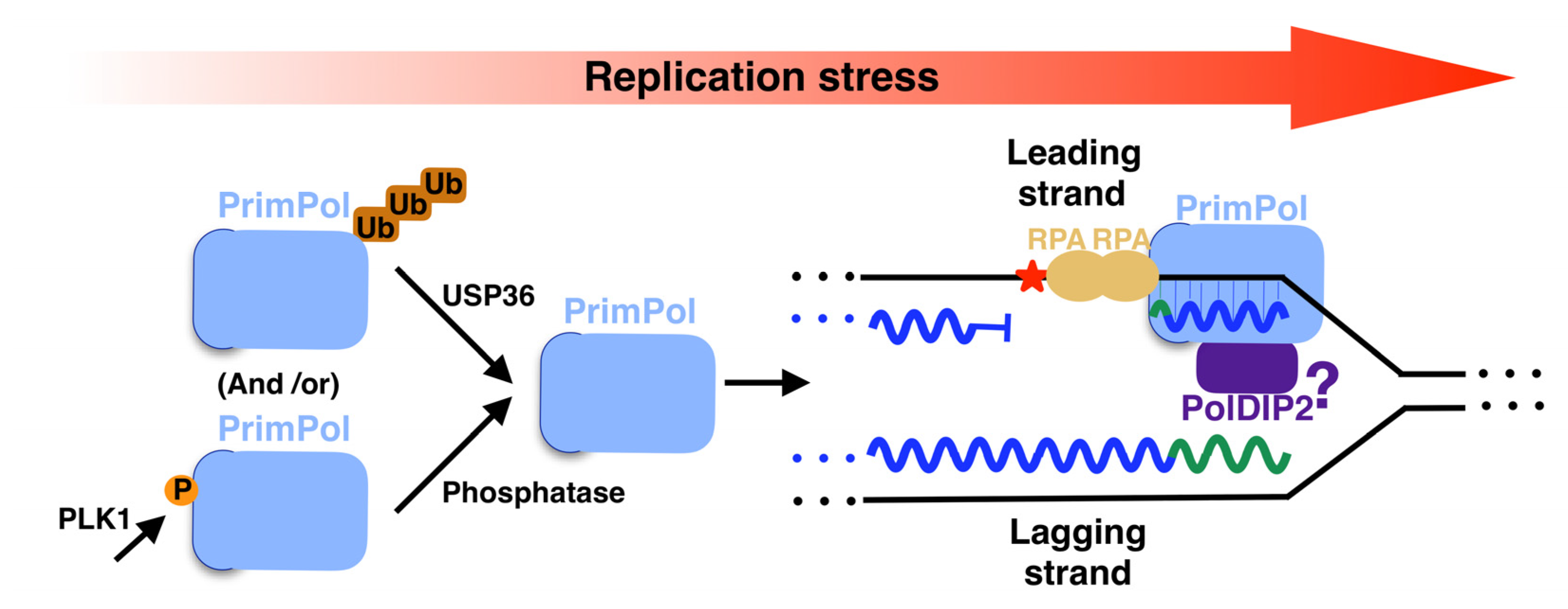 Biomolecules 12 00248 g008