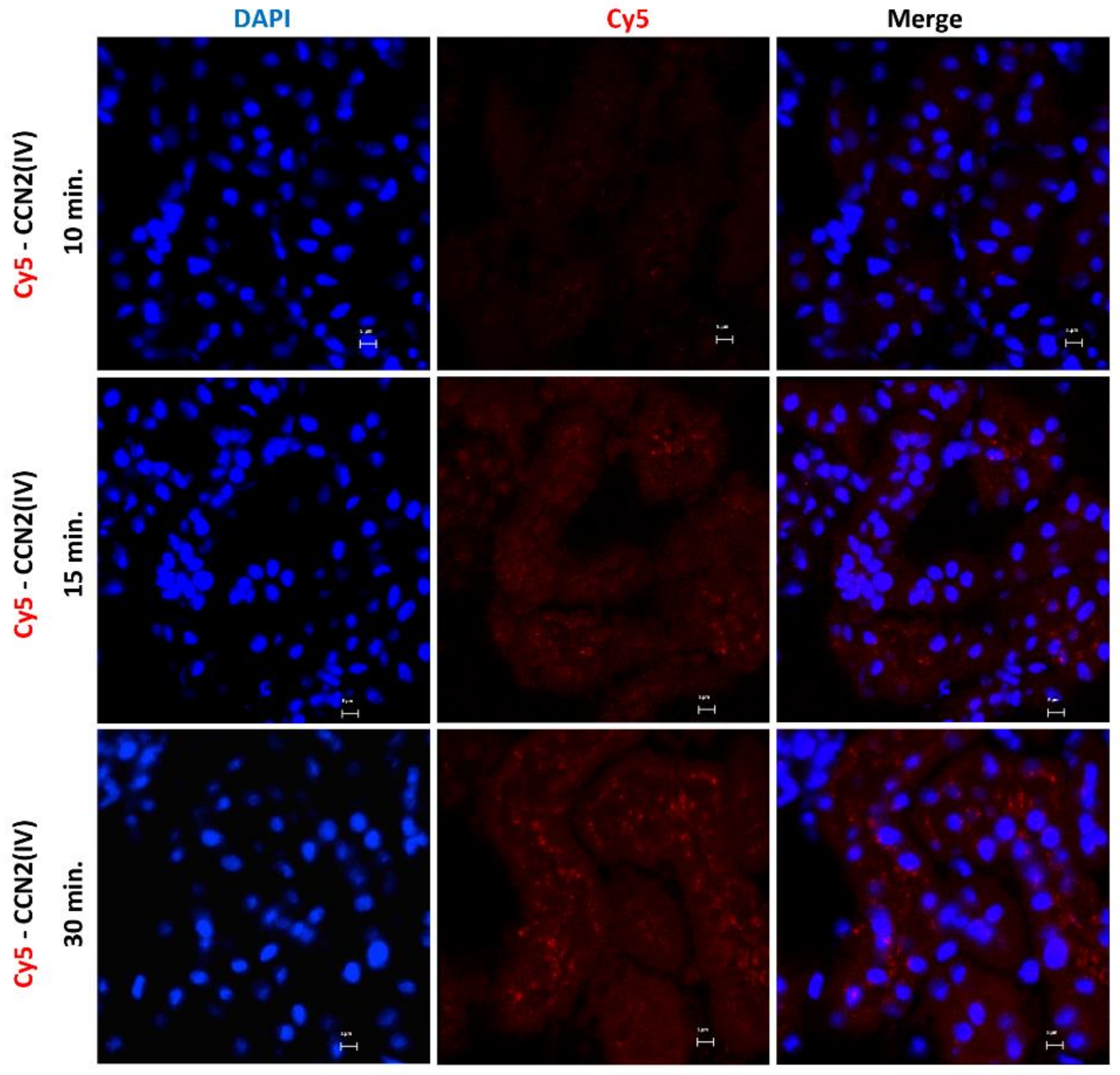 Biomolecules 12 00252 g001 Biomolecules 12 00252 g001