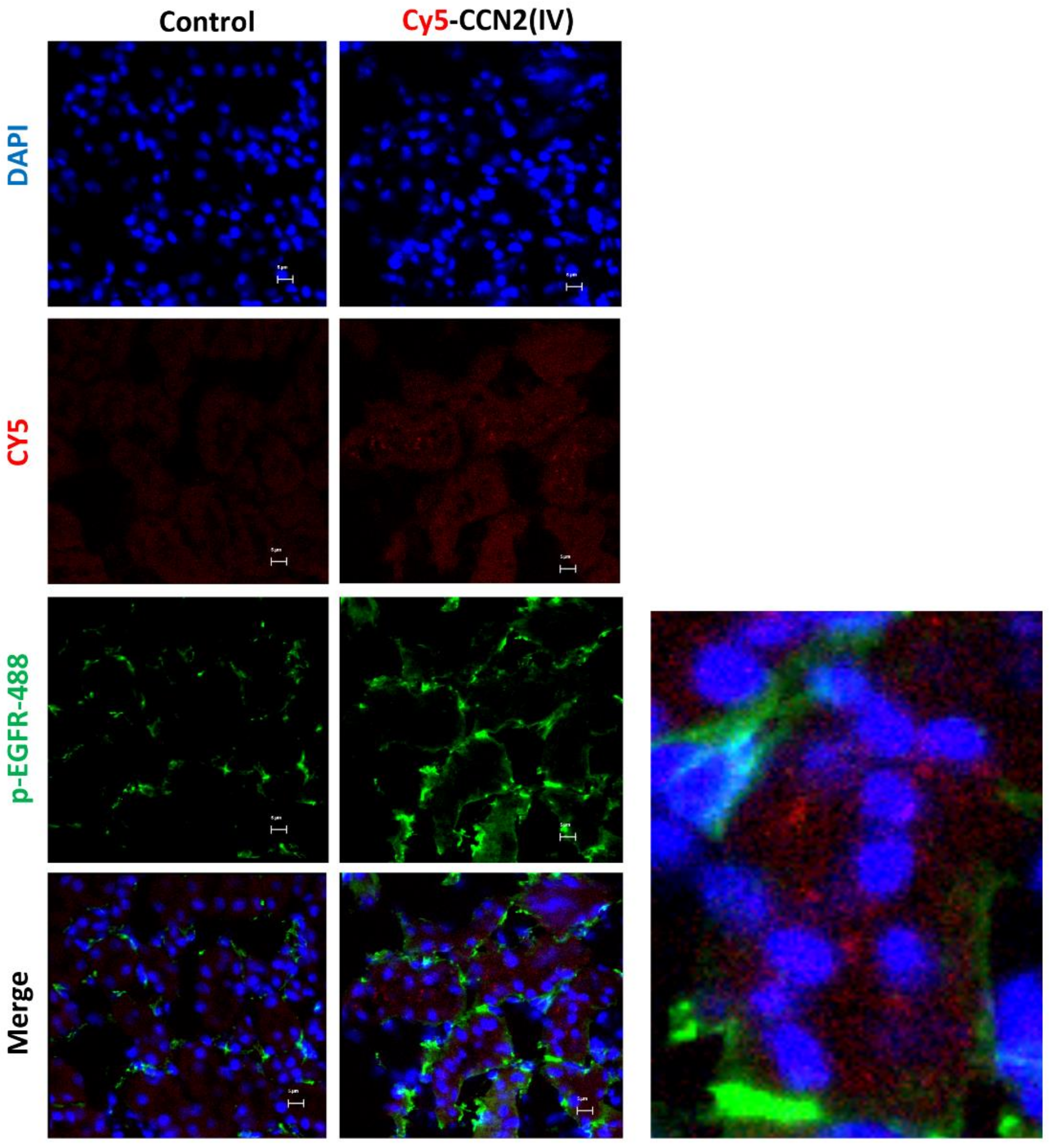 Biomolecules 12 00252 g005 Biomolecules 12 00252 g005