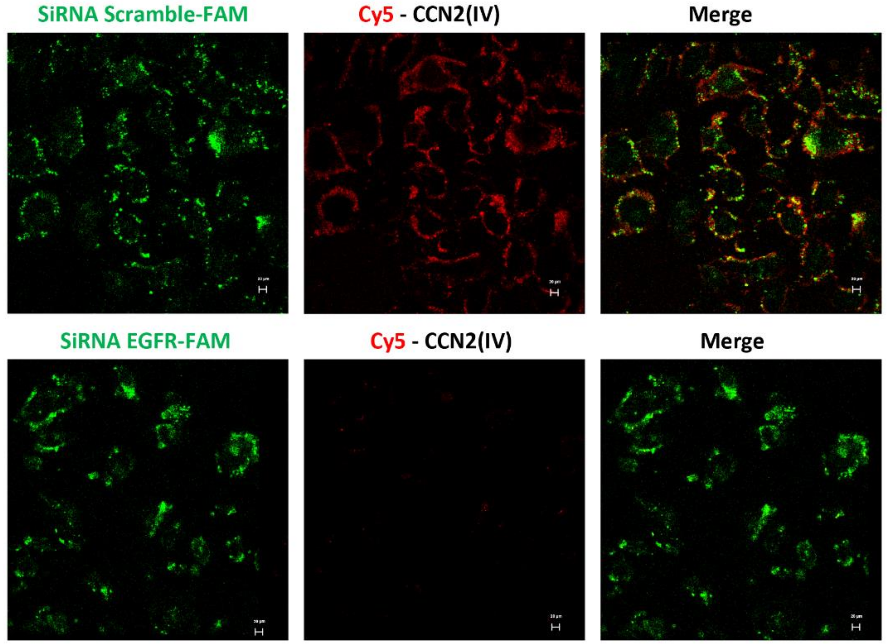 Biomolecules 12 00252 g006 Biomolecules 12 00252 g006