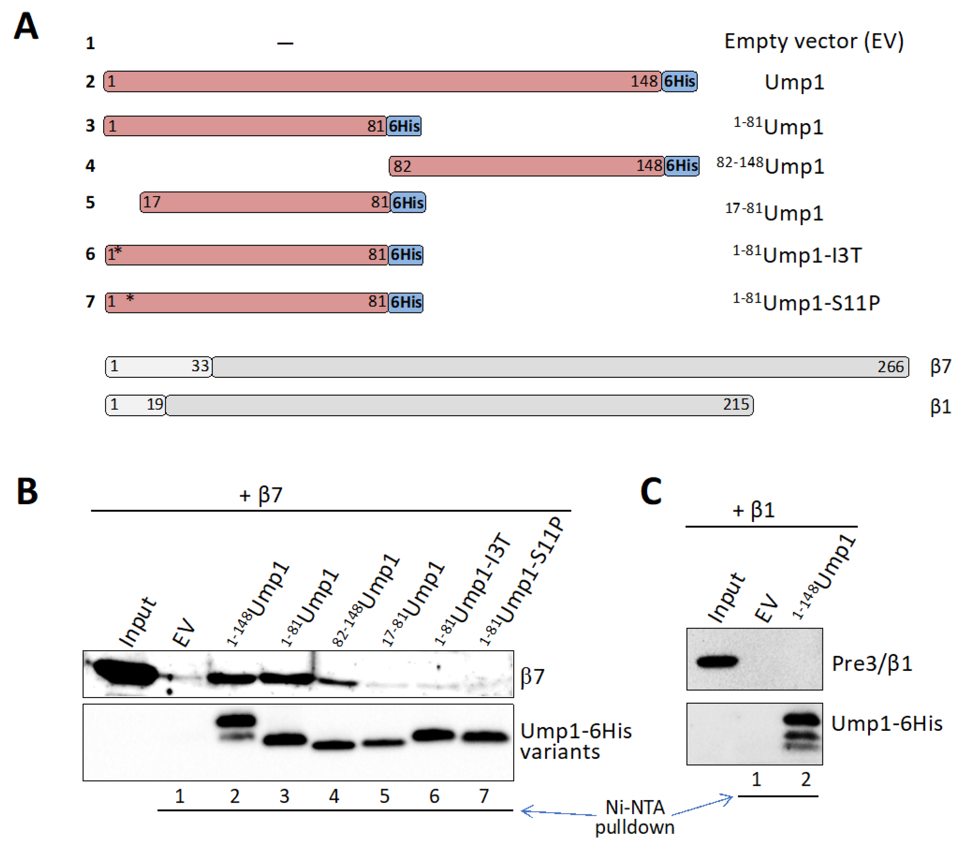 Biomolecules 12 00253 g003
