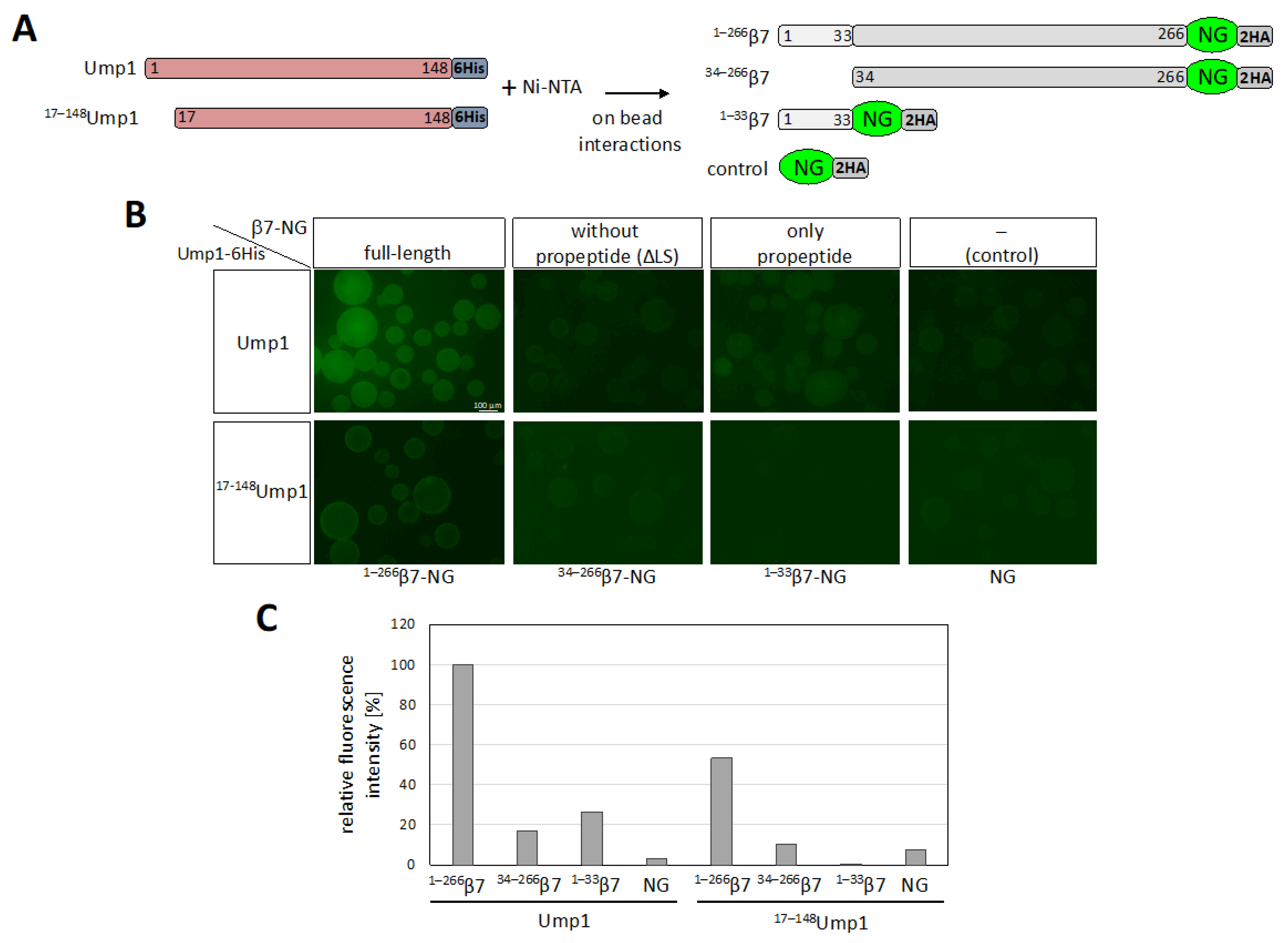Biomolecules 12 00253 g005