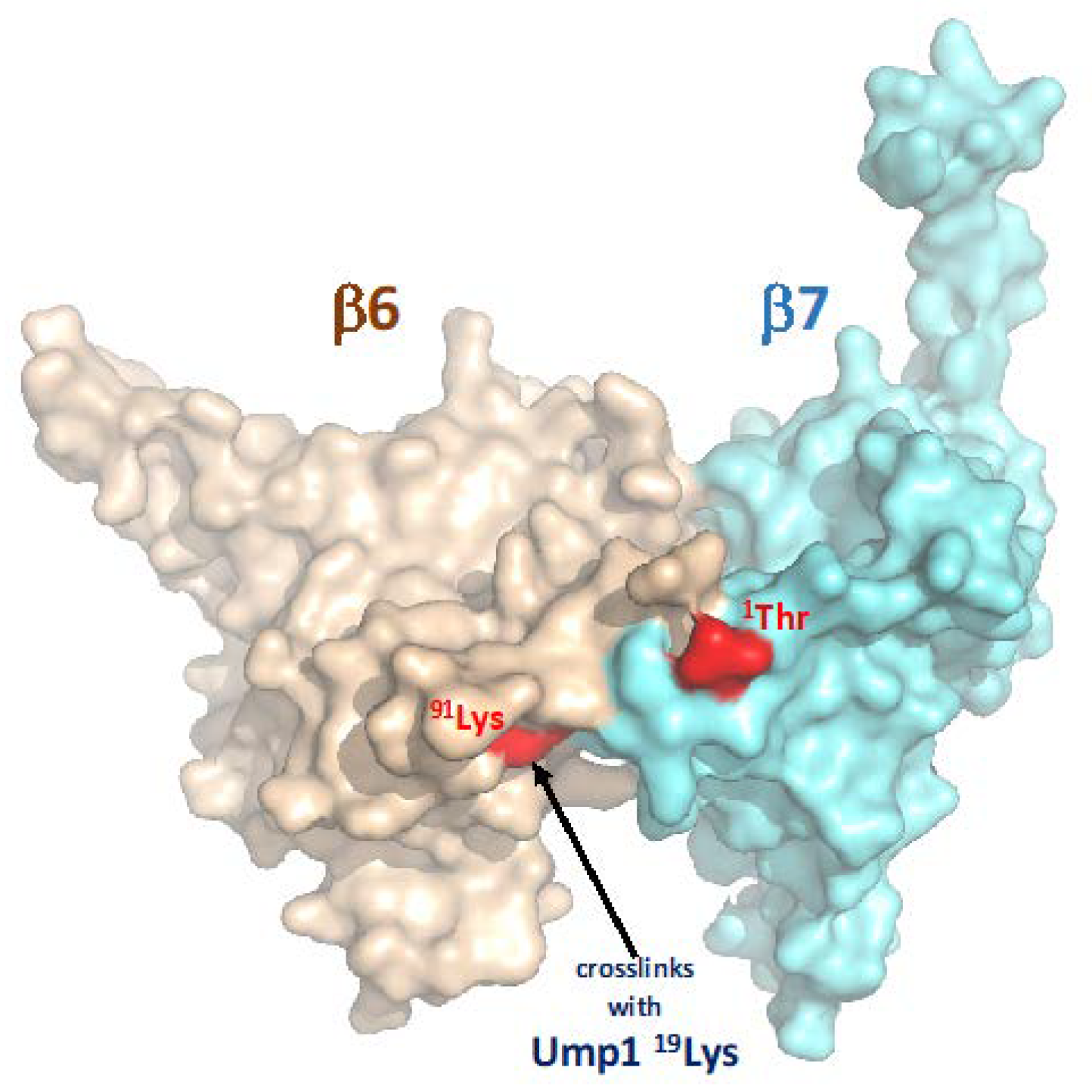 Biomolecules 12 00253 g006