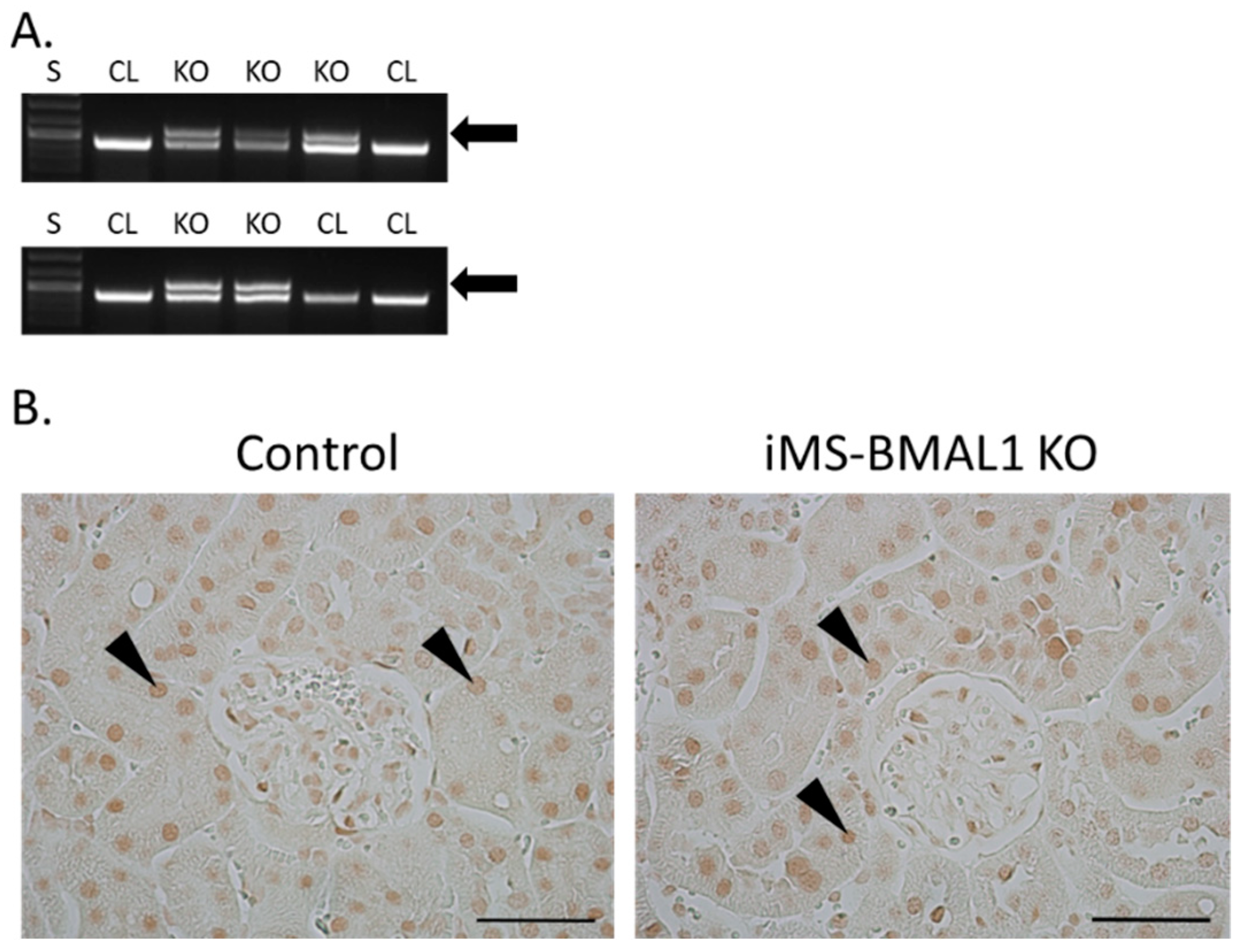 Biomolecules 12 00261 g001