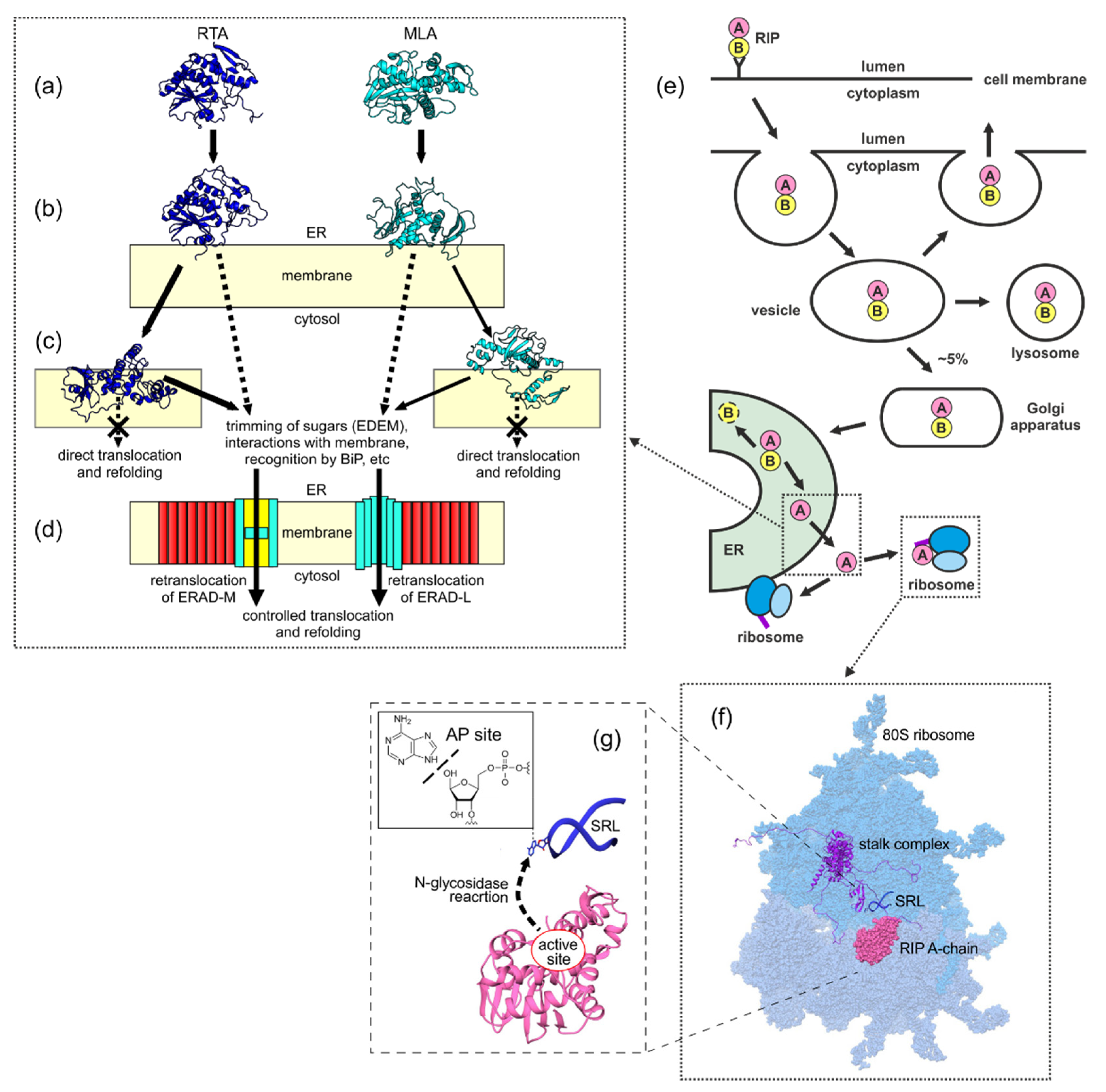 Biomolecules 12 00295 g008 550