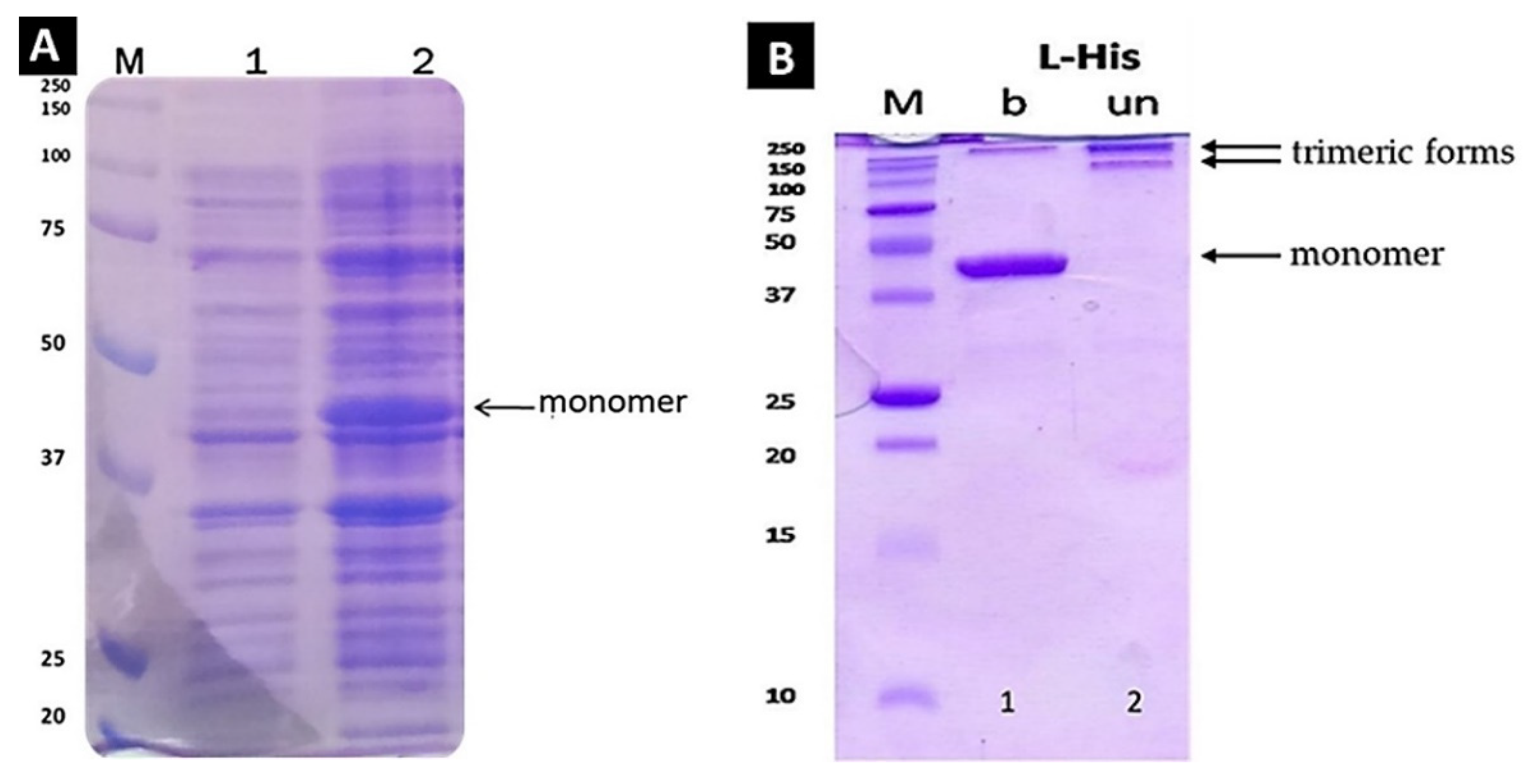 Biomolecules 12 00308 g002 550