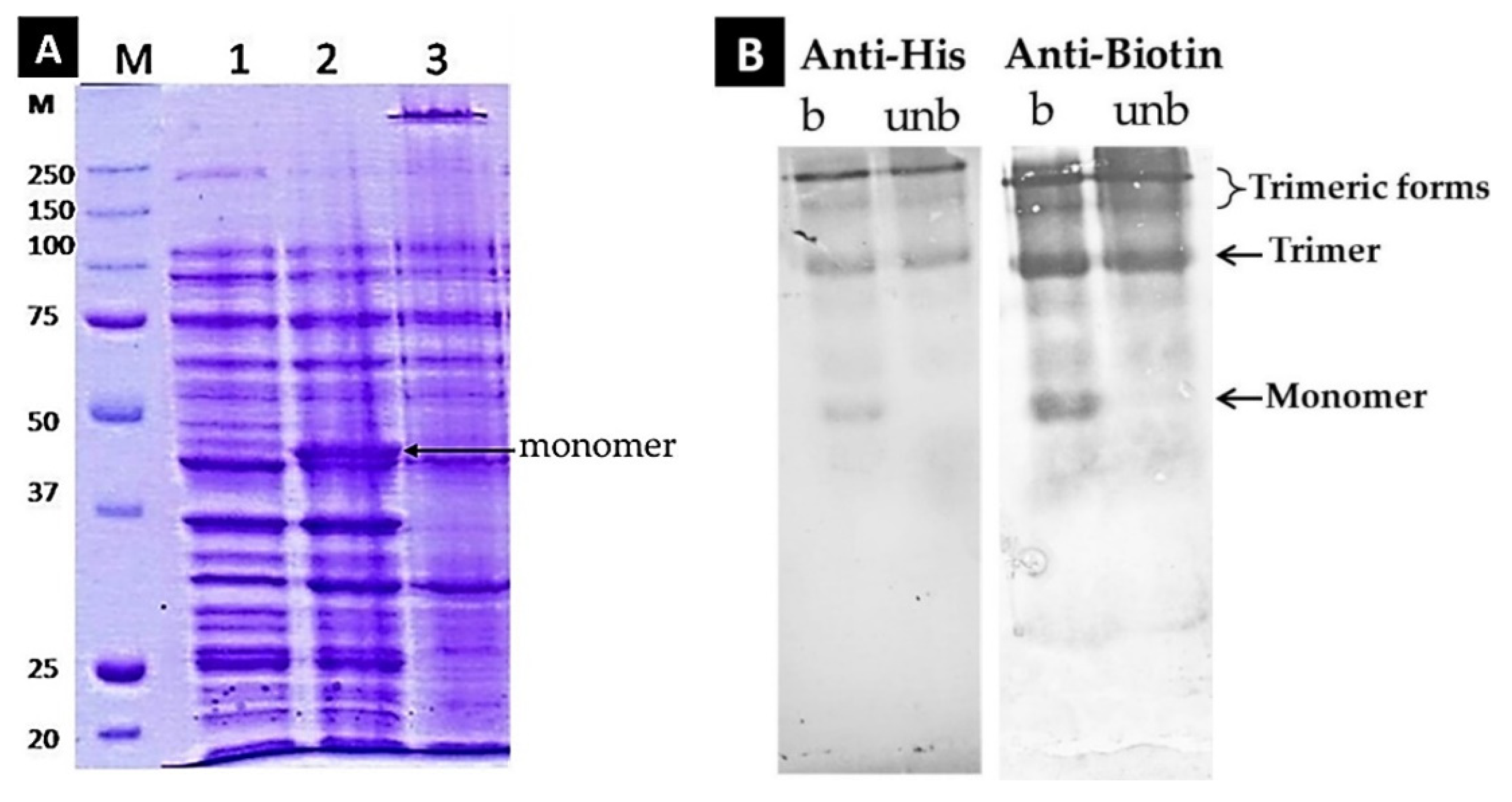 Biomolecules 12 00308 g003 550