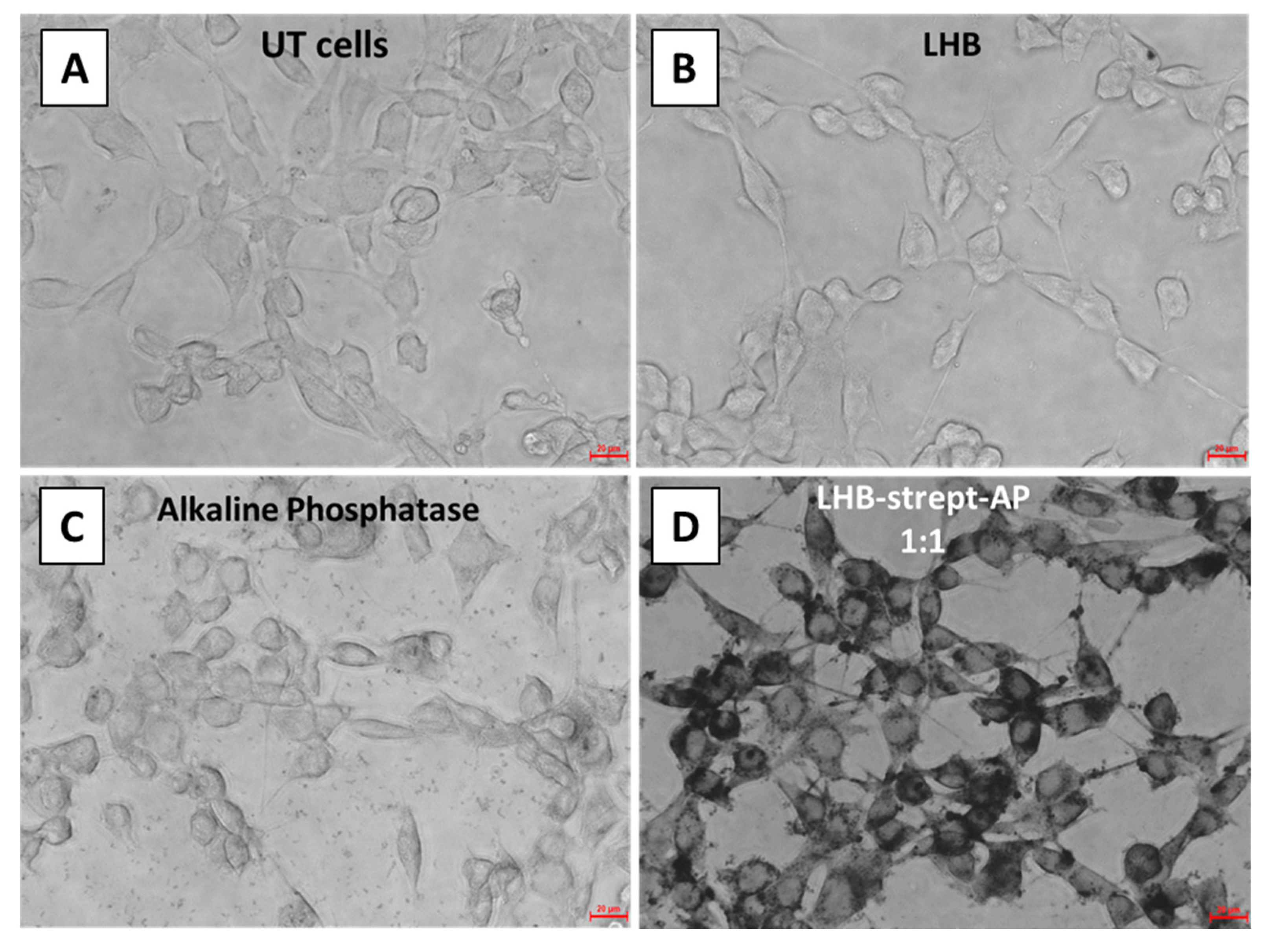 Biomolecules 12 00308 g010 550