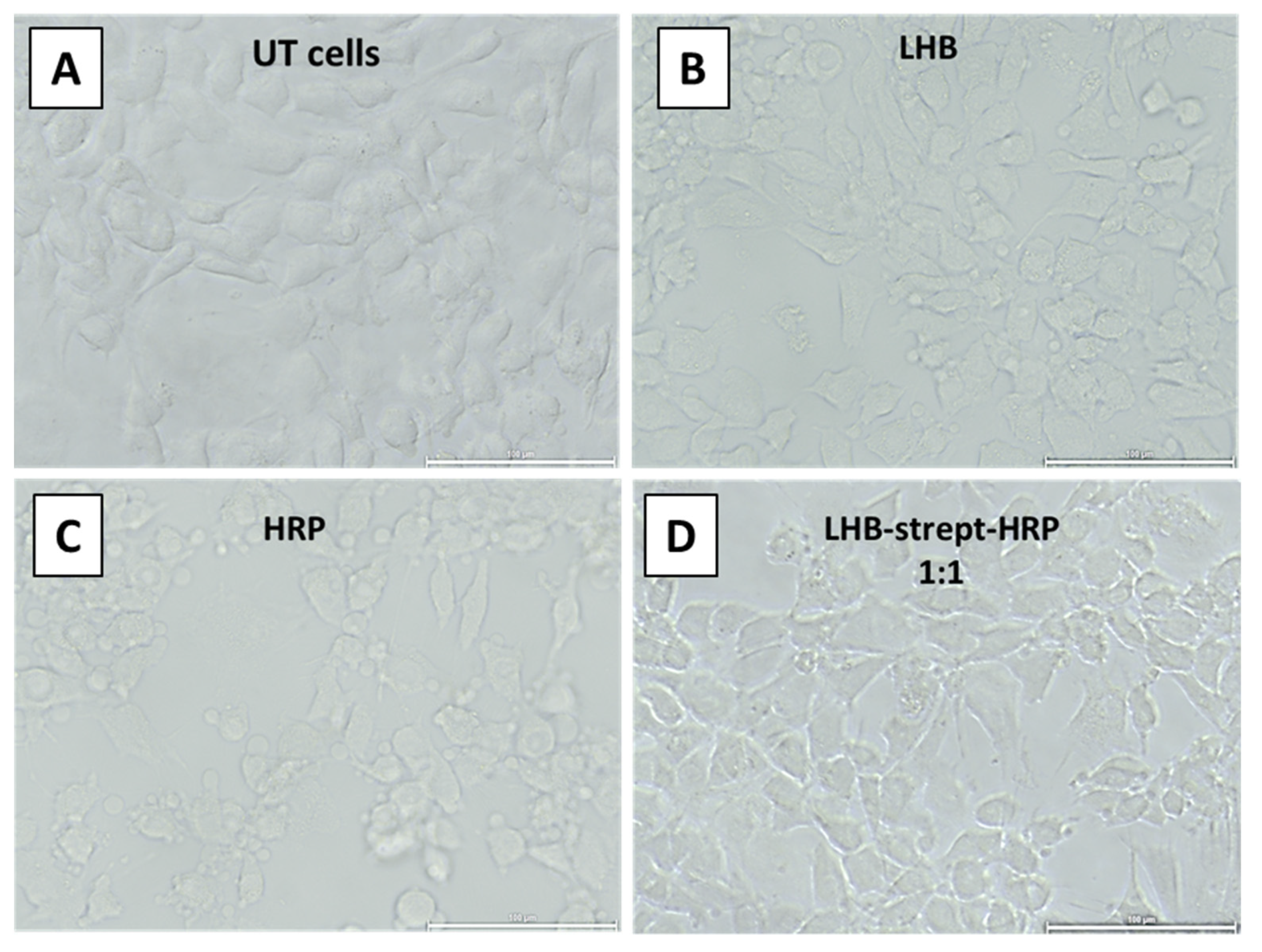 Biomolecules 12 00308 g011 550
