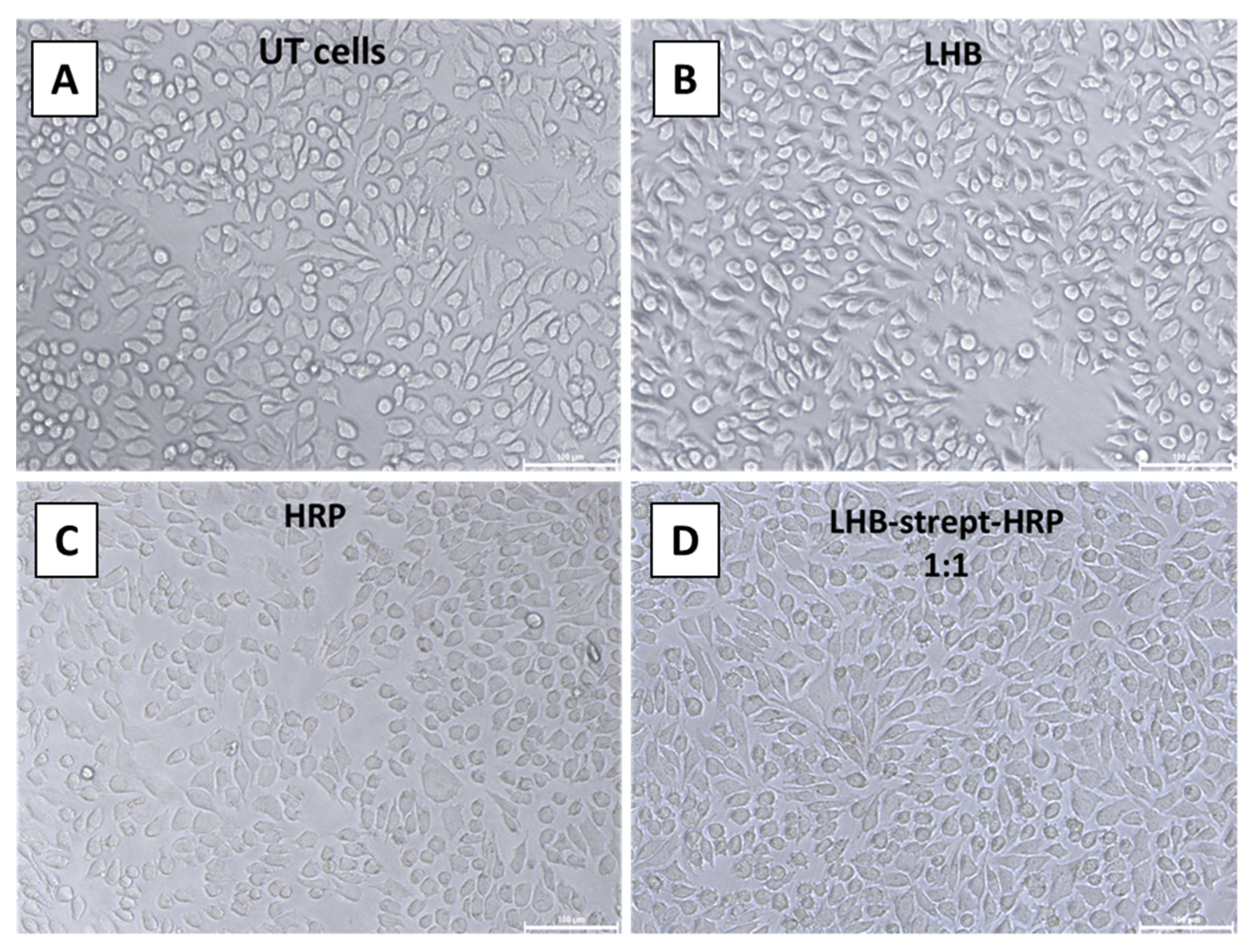 Biomolecules 12 00308 g012 550