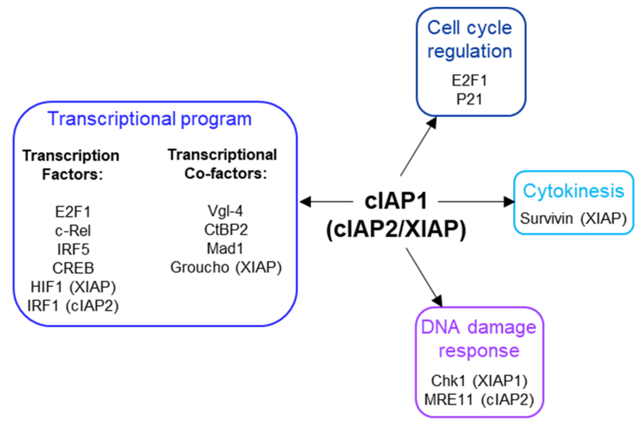 Biomolecules 12 00322 g005 Biomolecules 12 00322 g005
