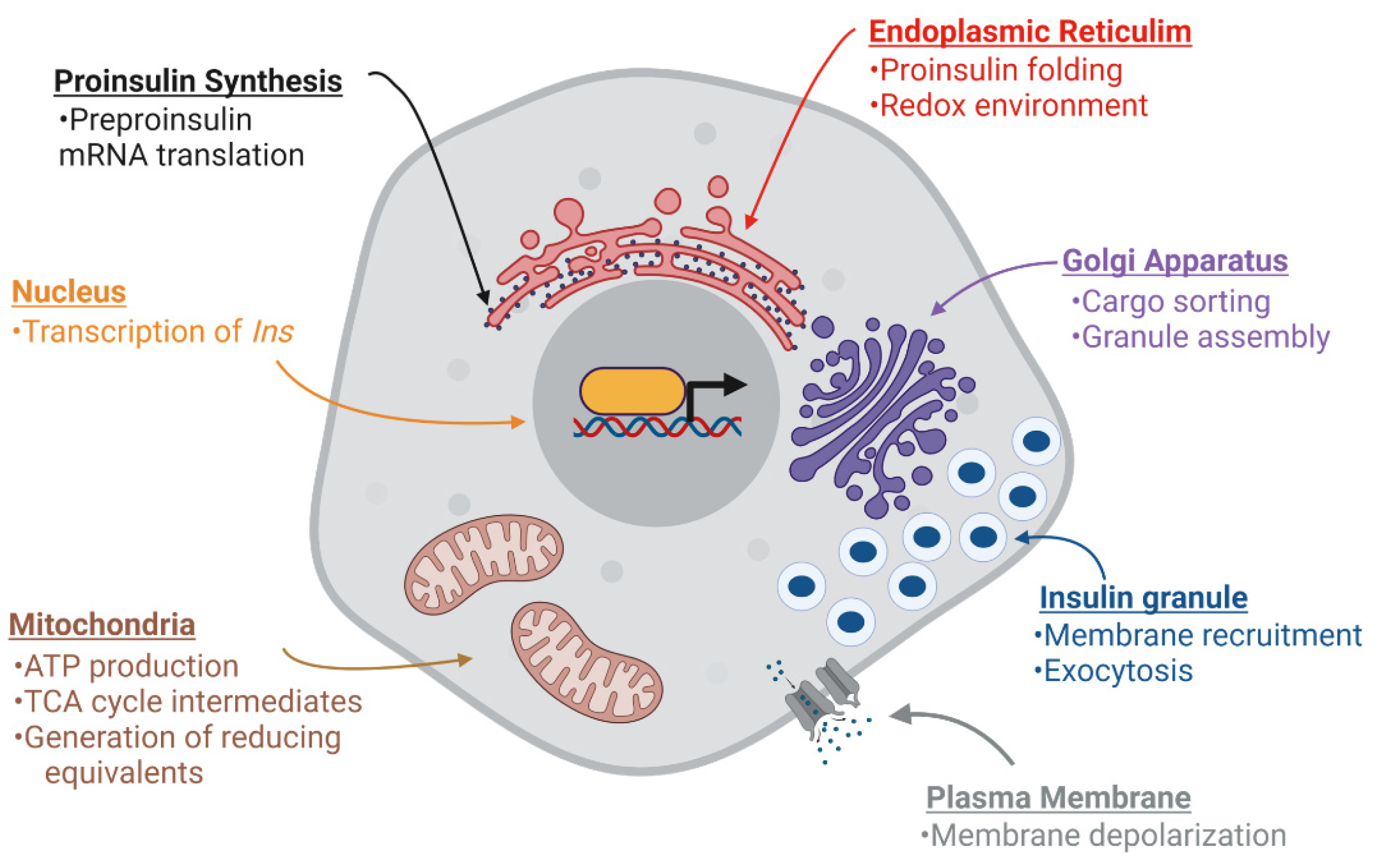 what type of biomolecule is insulin