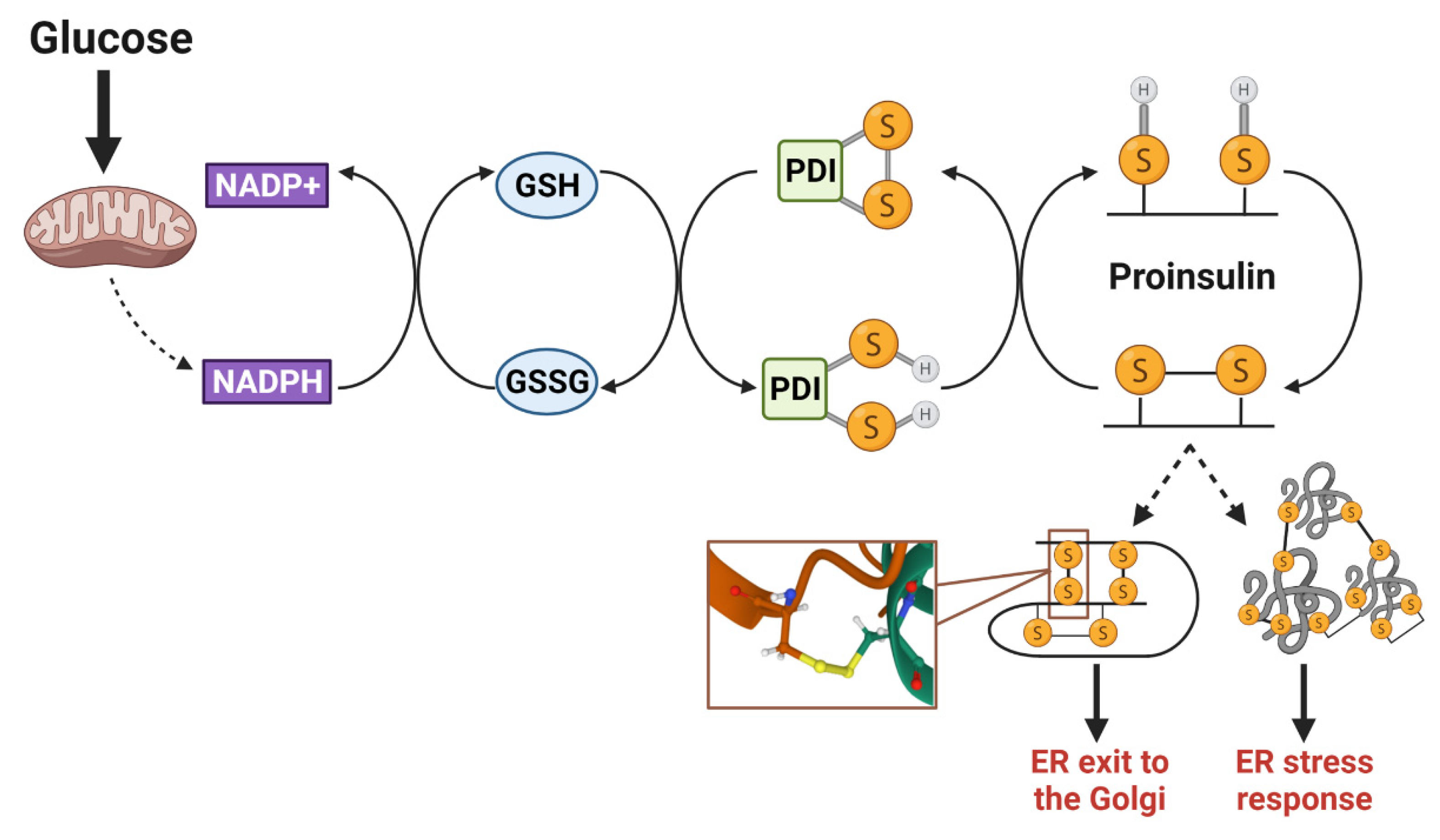 Biomolecules 12 00335 g004 Biomolecules 12 00335 g004