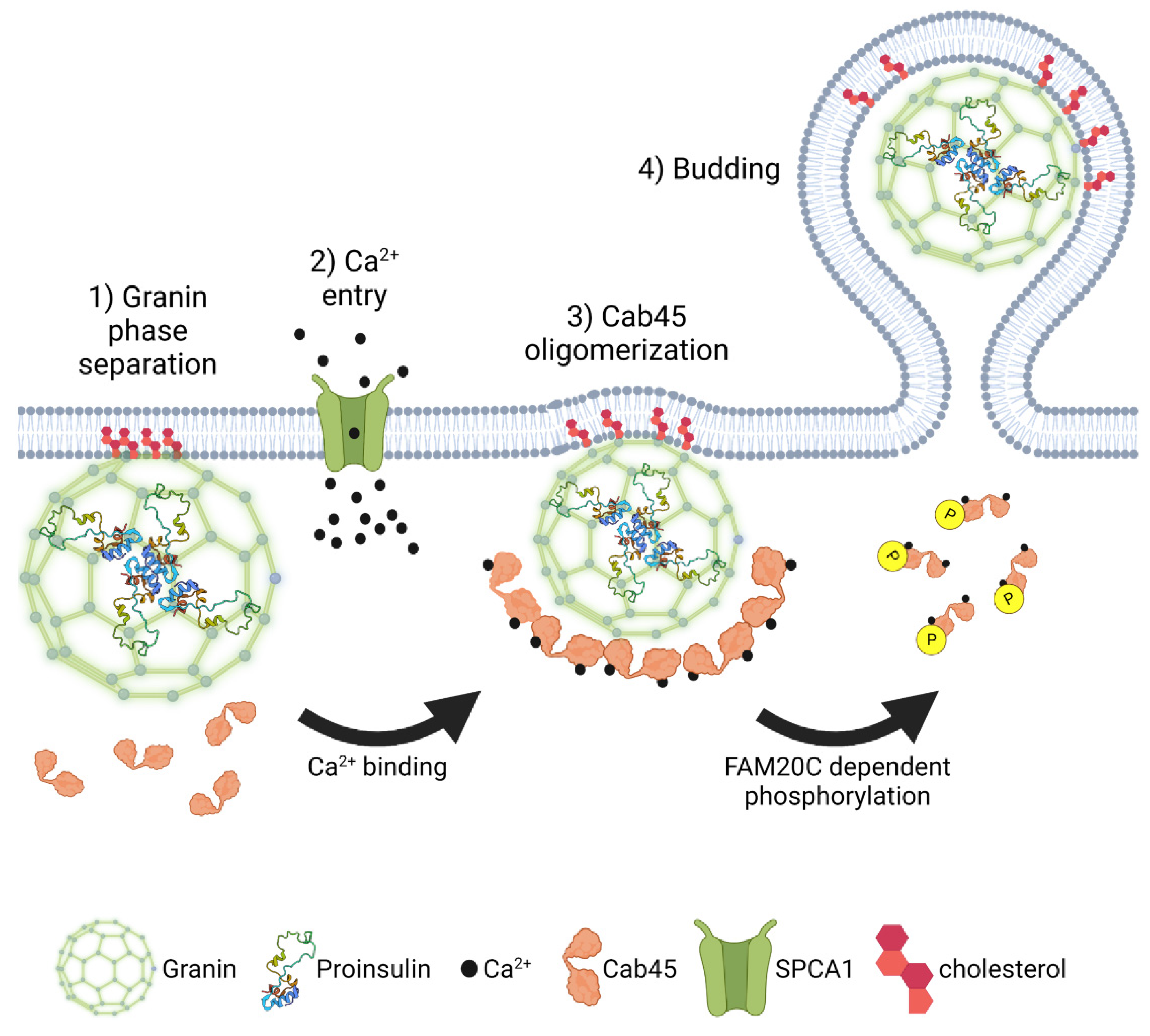 Biomolecules 12 00335 g006 Biomolecules 12 00335 g006