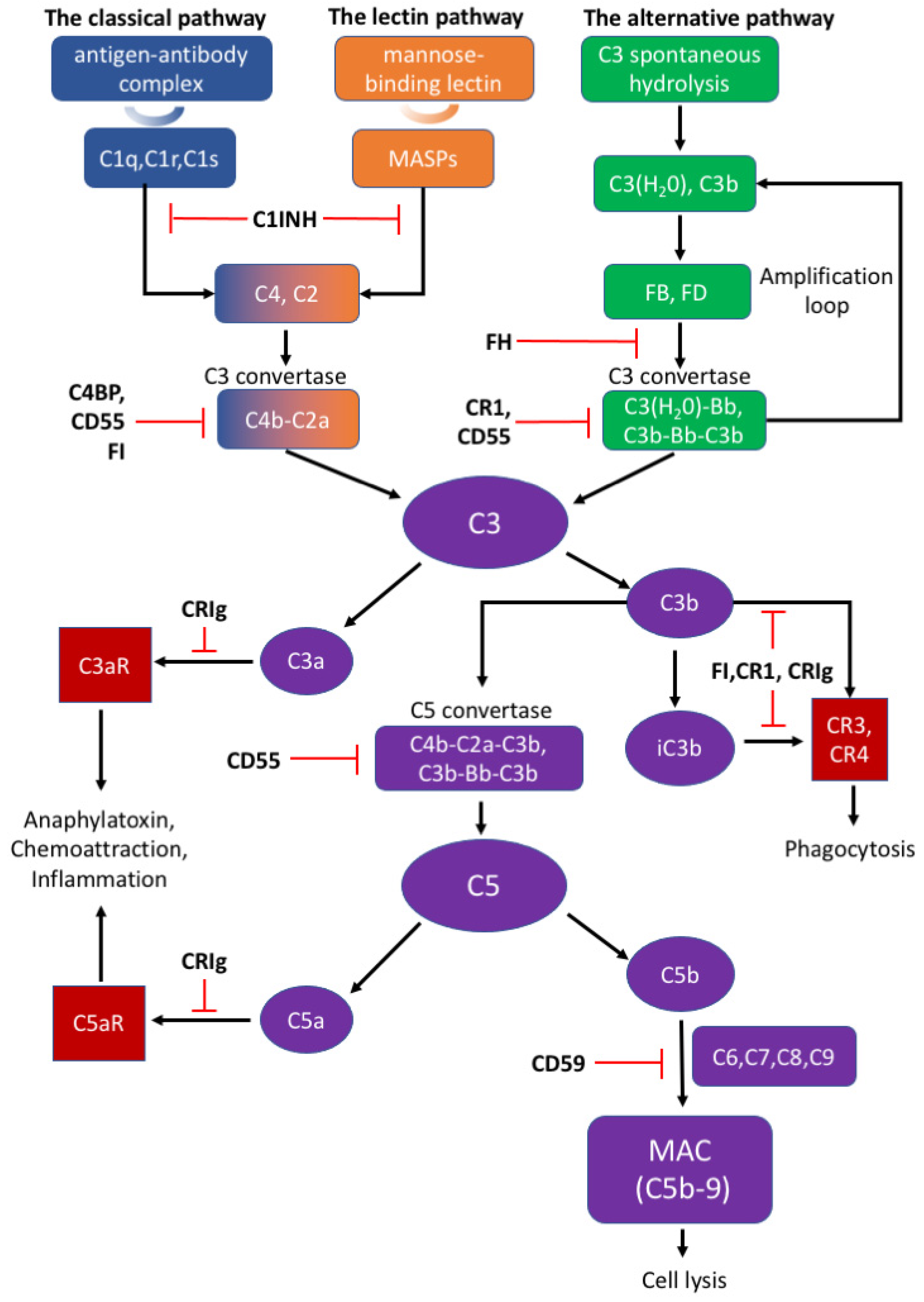 The Classical Complement Cascade Mediates CNS Synapse Elimination