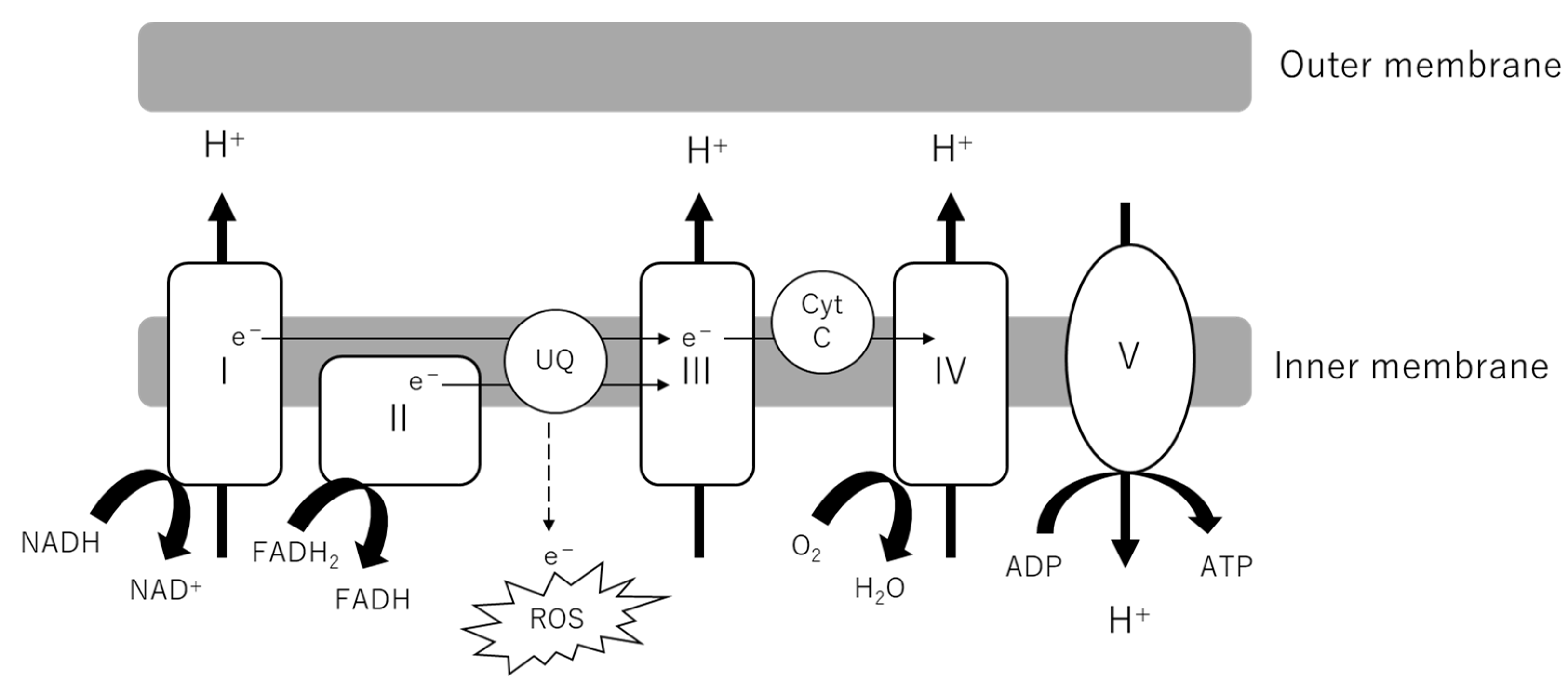 Biomolecules 12 00351 g002 Biomolecules 12 00351 g002