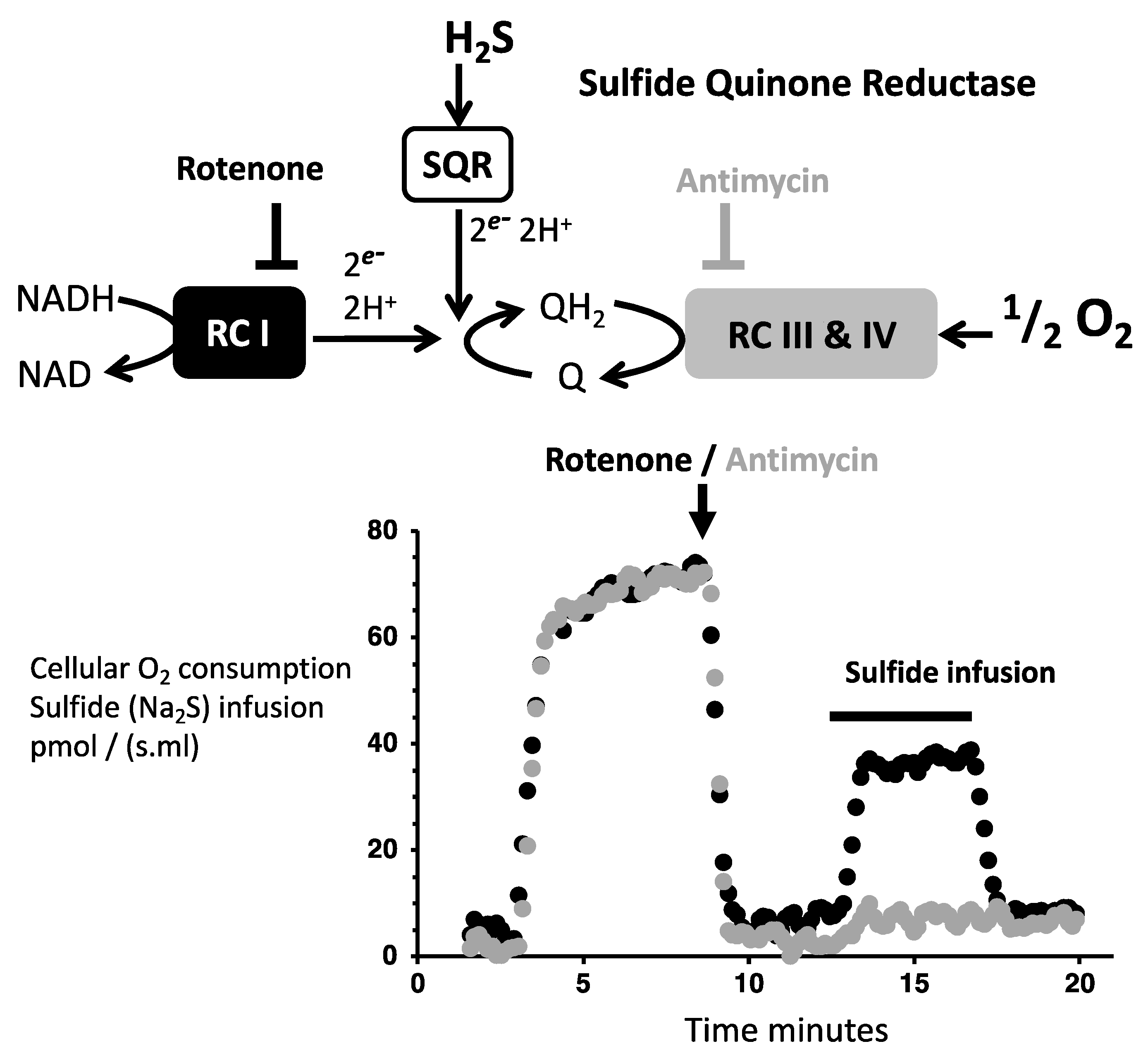 Biomolecules 12 00361 g003