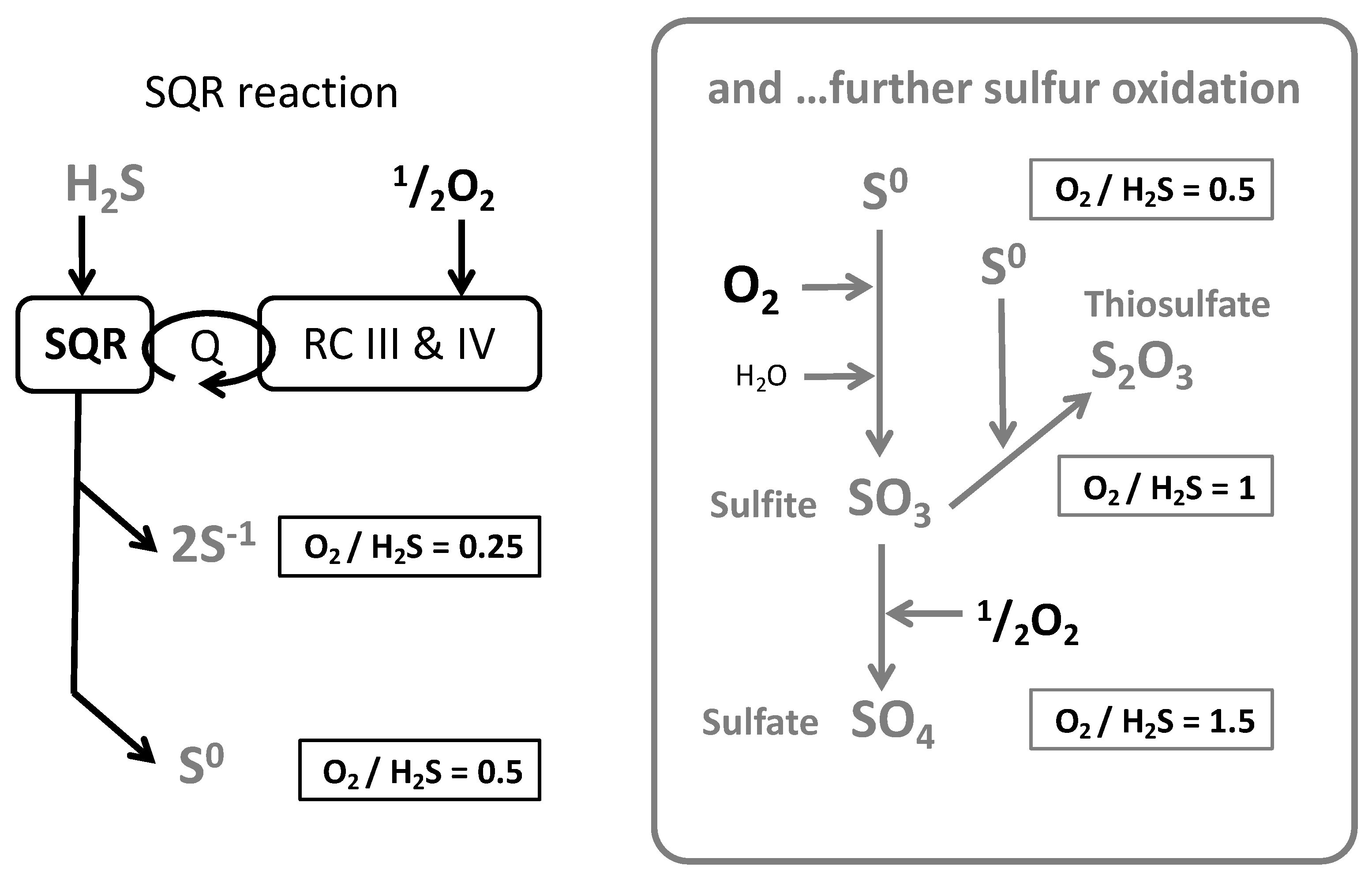 Biomolecules 12 00361 g004