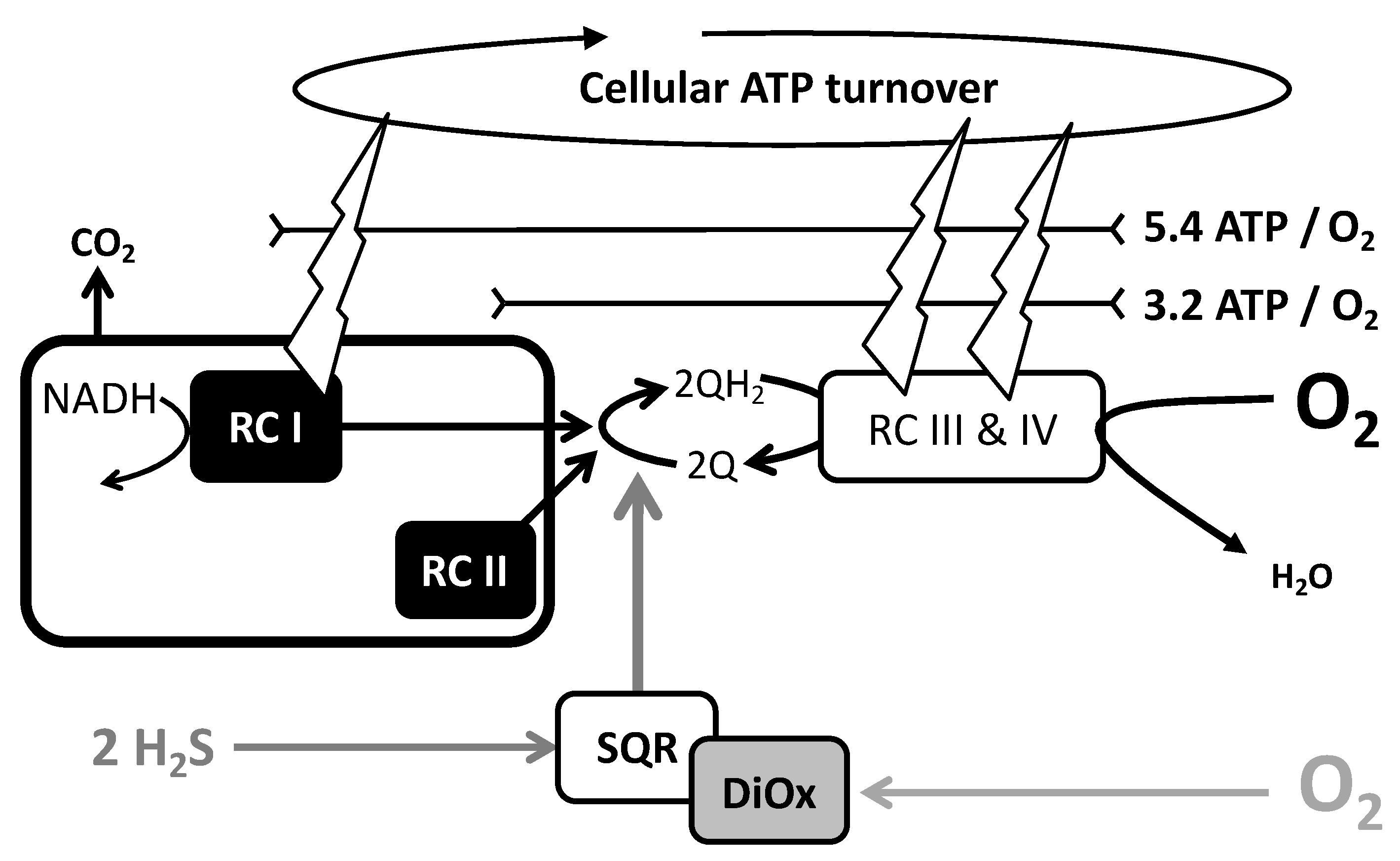 Biomolecules 12 00361 g005