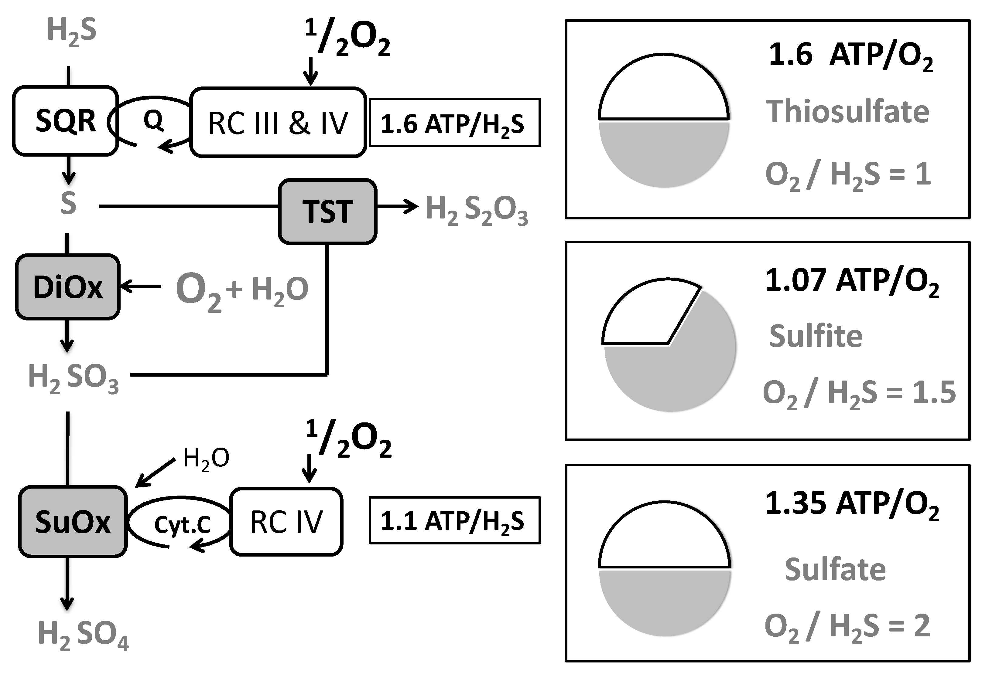 Biomolecules 12 00361 g006