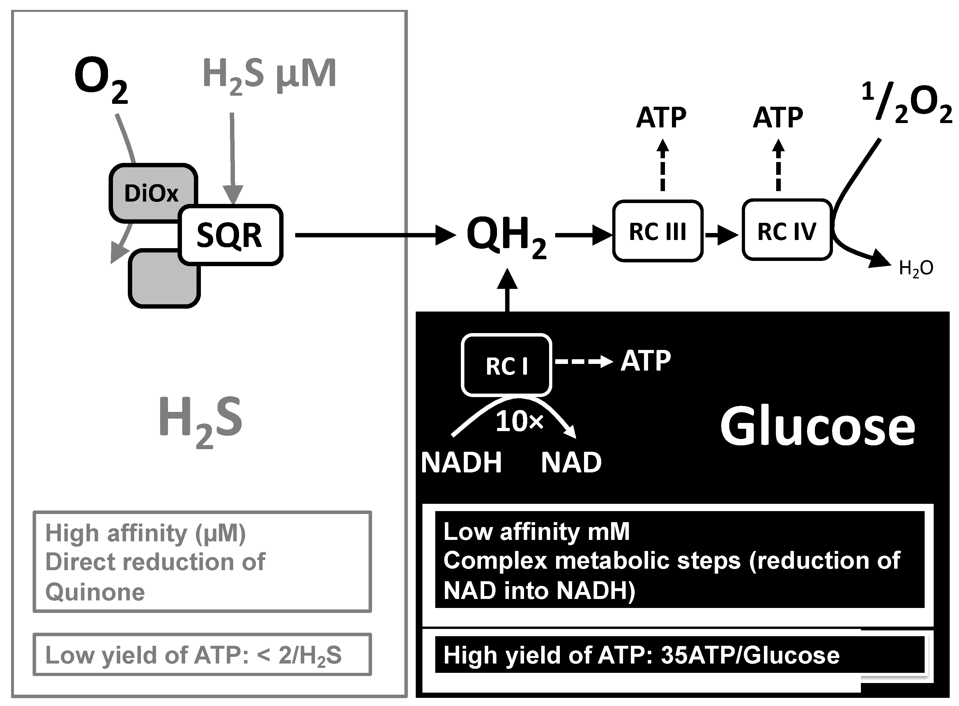 Biomolecules 12 00361 g007