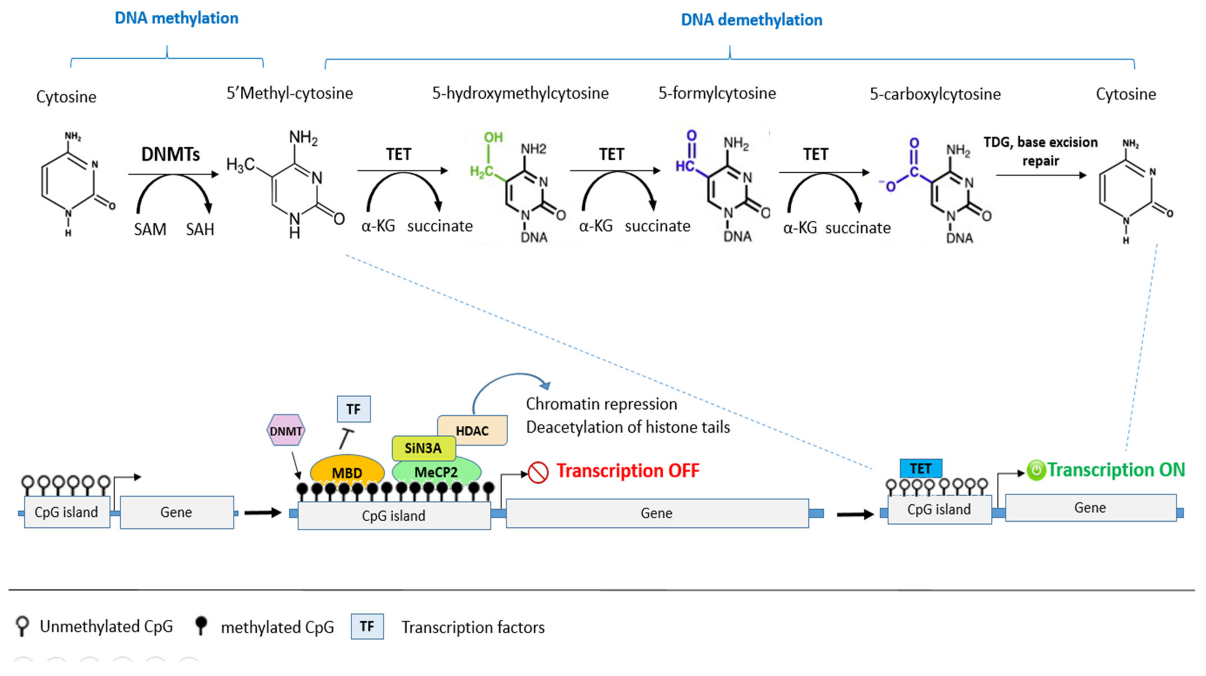 Biomolecules 12 00367 g003