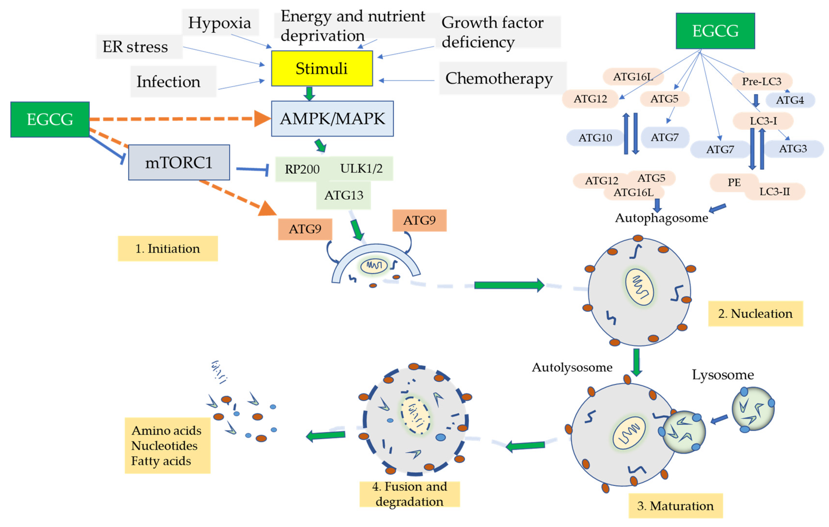 Biomolecules 12 00371 g004