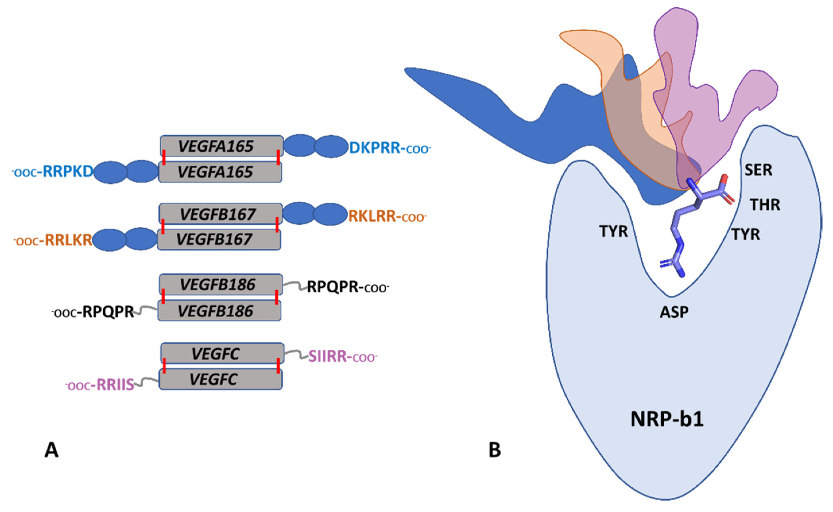 Biomolecules 12 00372 g007 Biomolecules 12 00372 g007