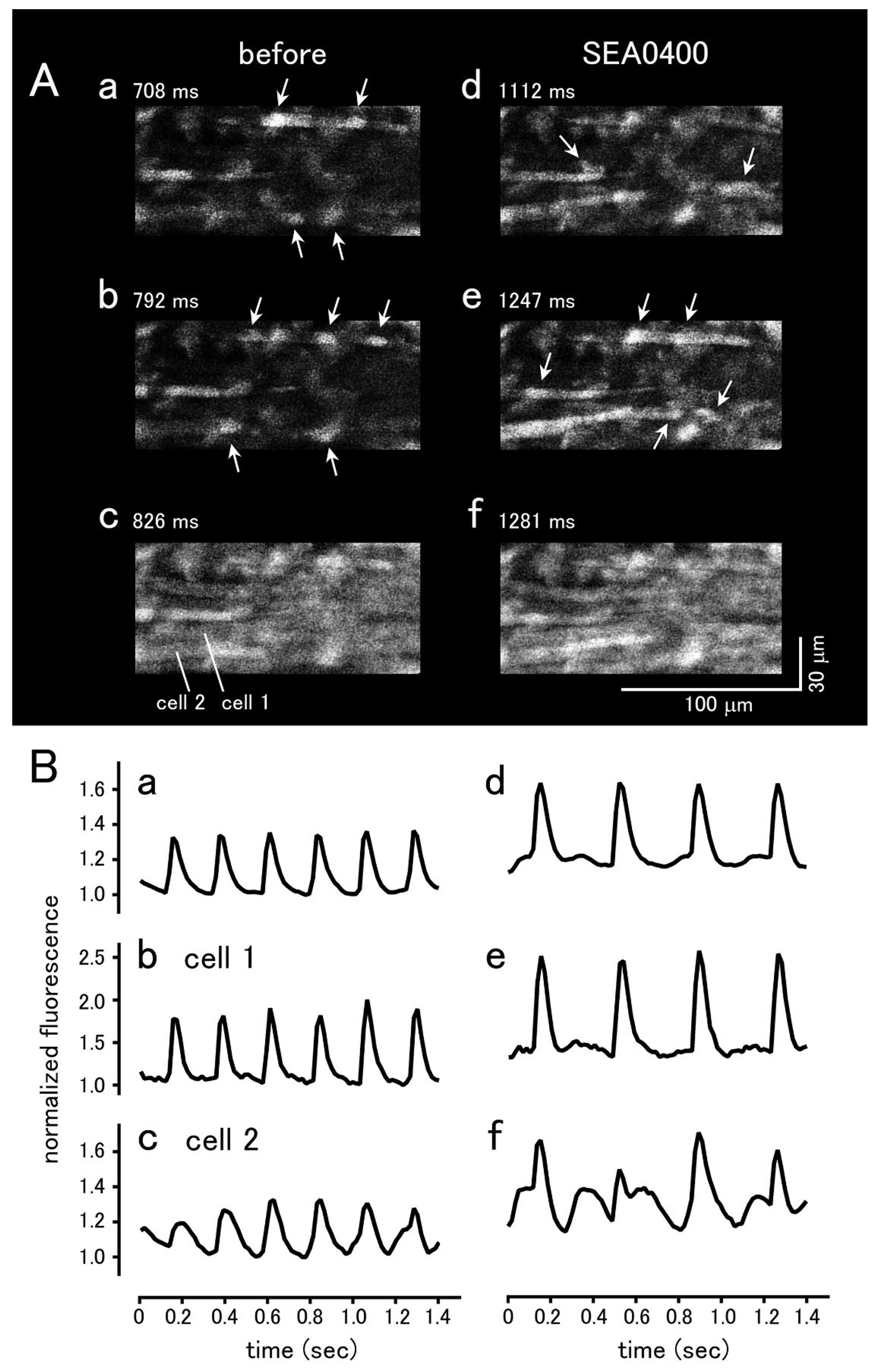 Biomolecules 12 00377 g005 Biomolecules 12 00377 g005