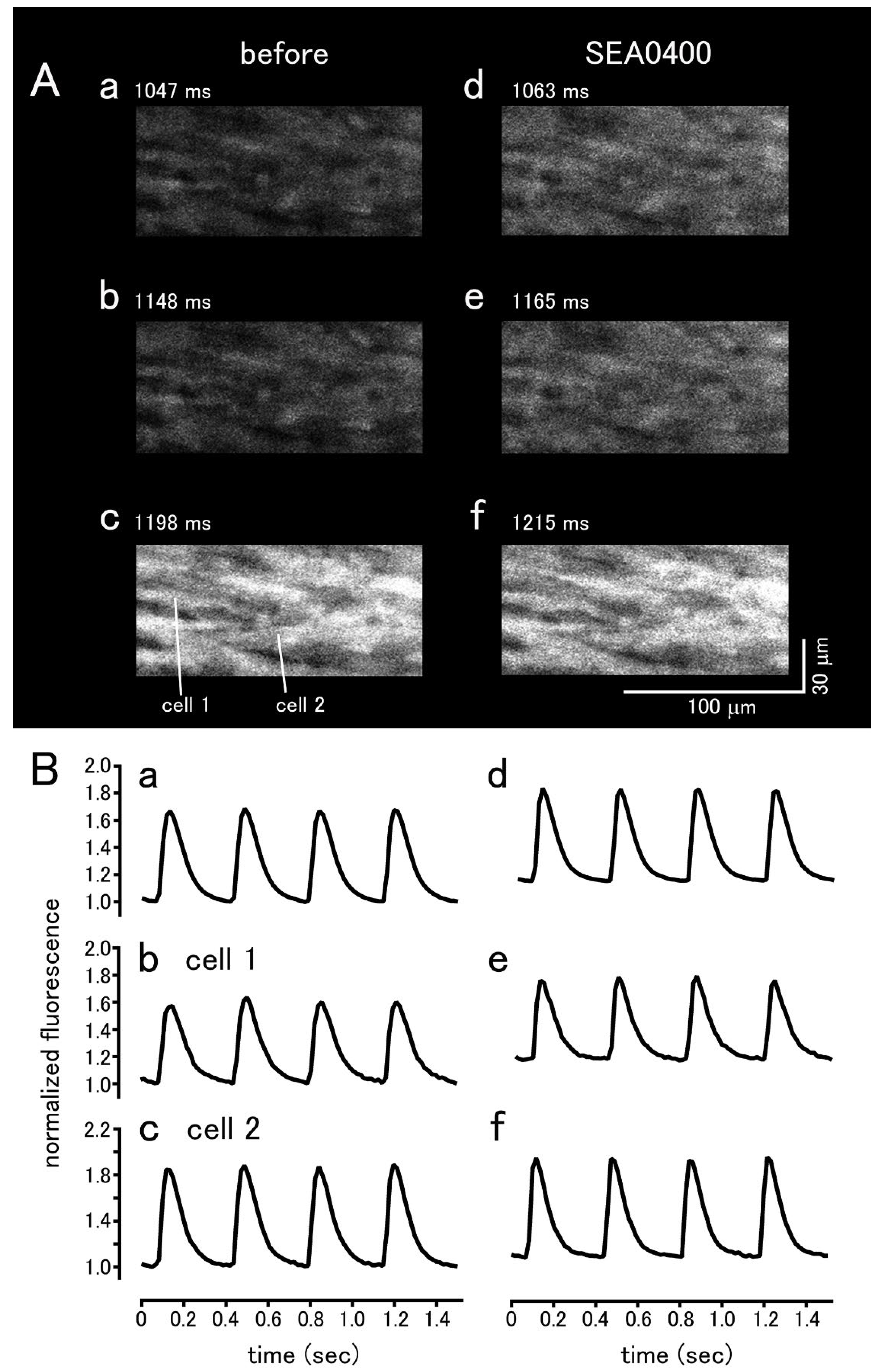 Biomolecules 12 00377 g006 Biomolecules 12 00377 g006