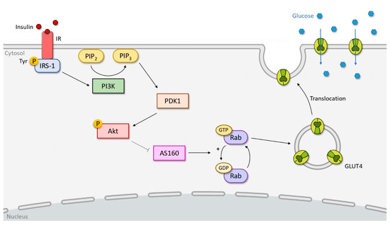 what type of biomolecule is insulin