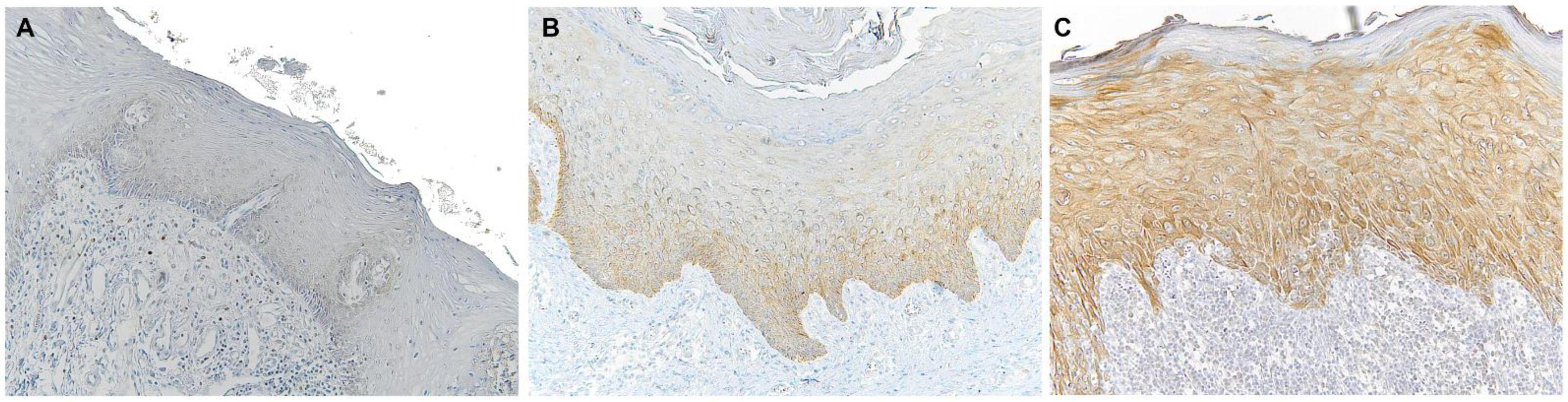 Biomolecules 12 00385 g001 550