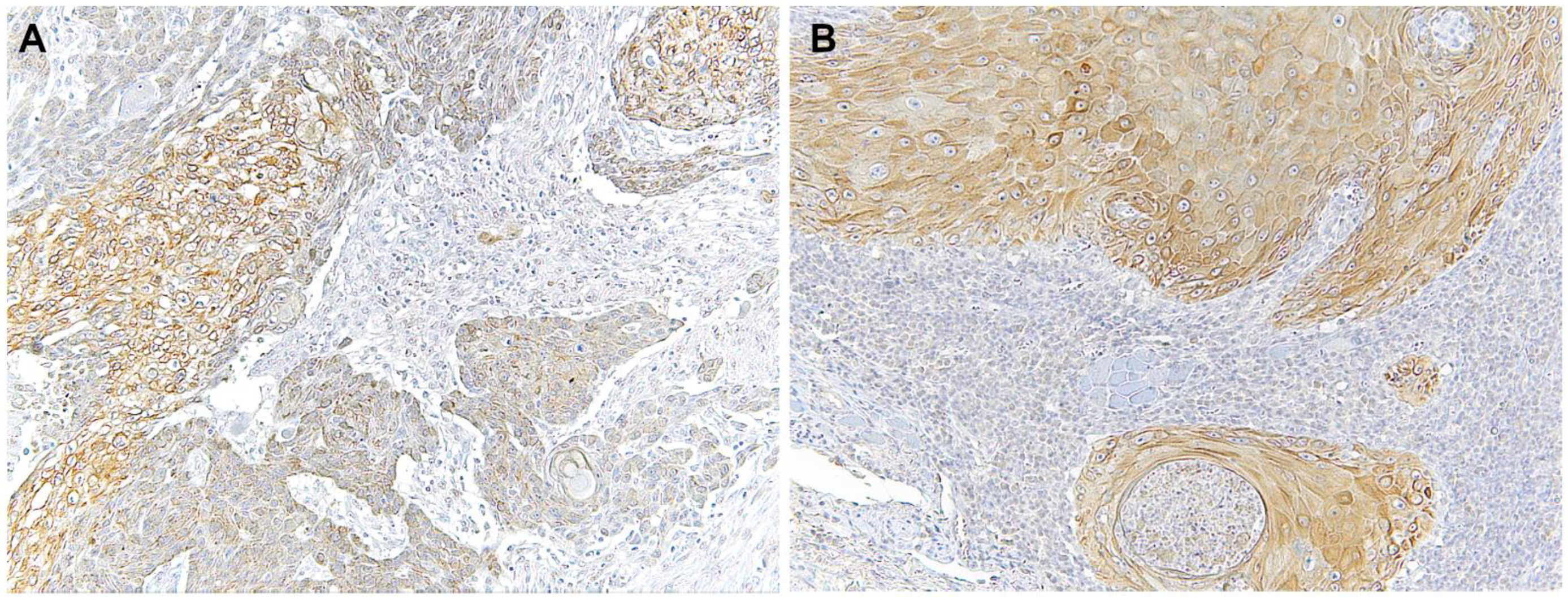 Biomolecules 12 00385 g002 550