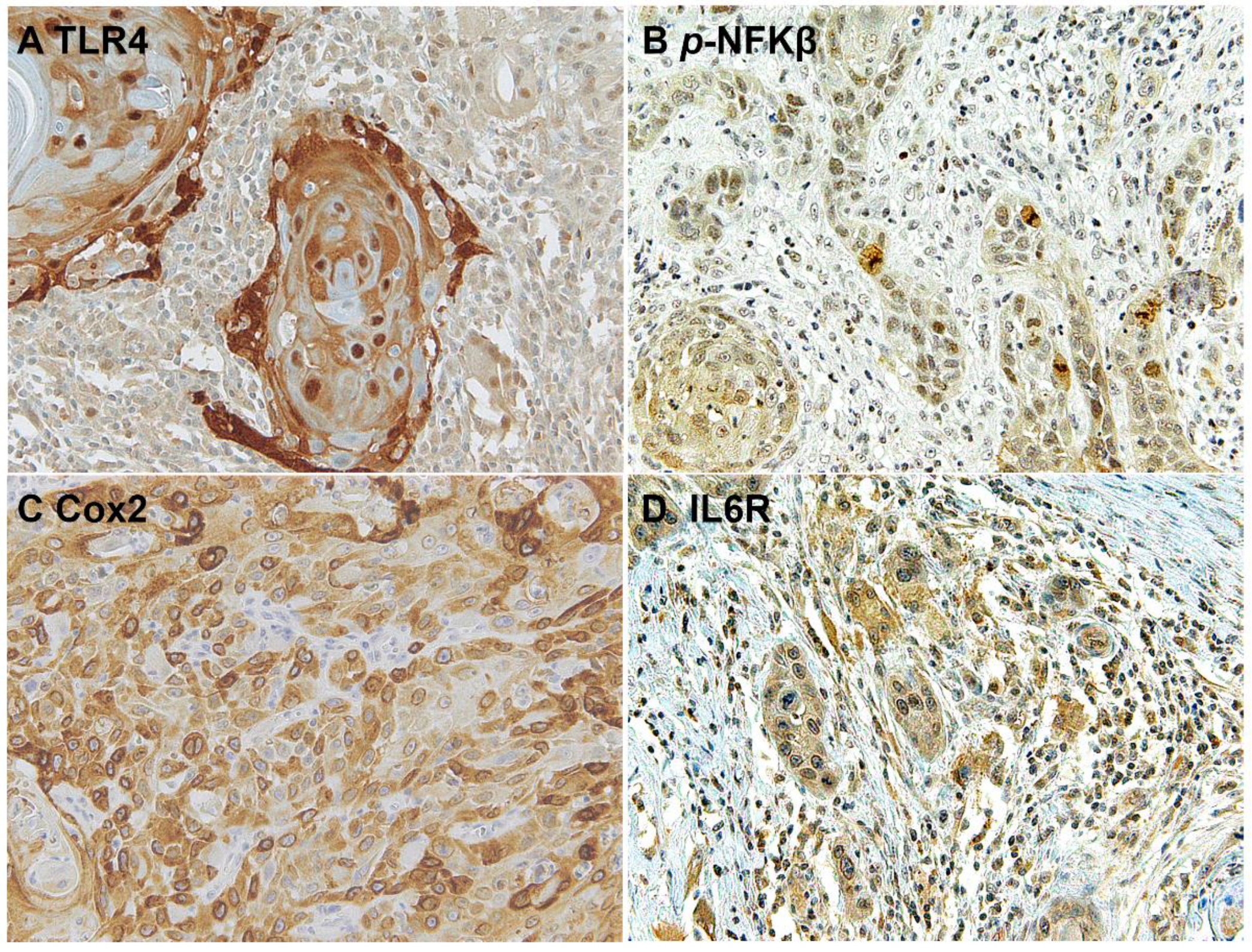 Biomolecules 12 00385 g006 550
