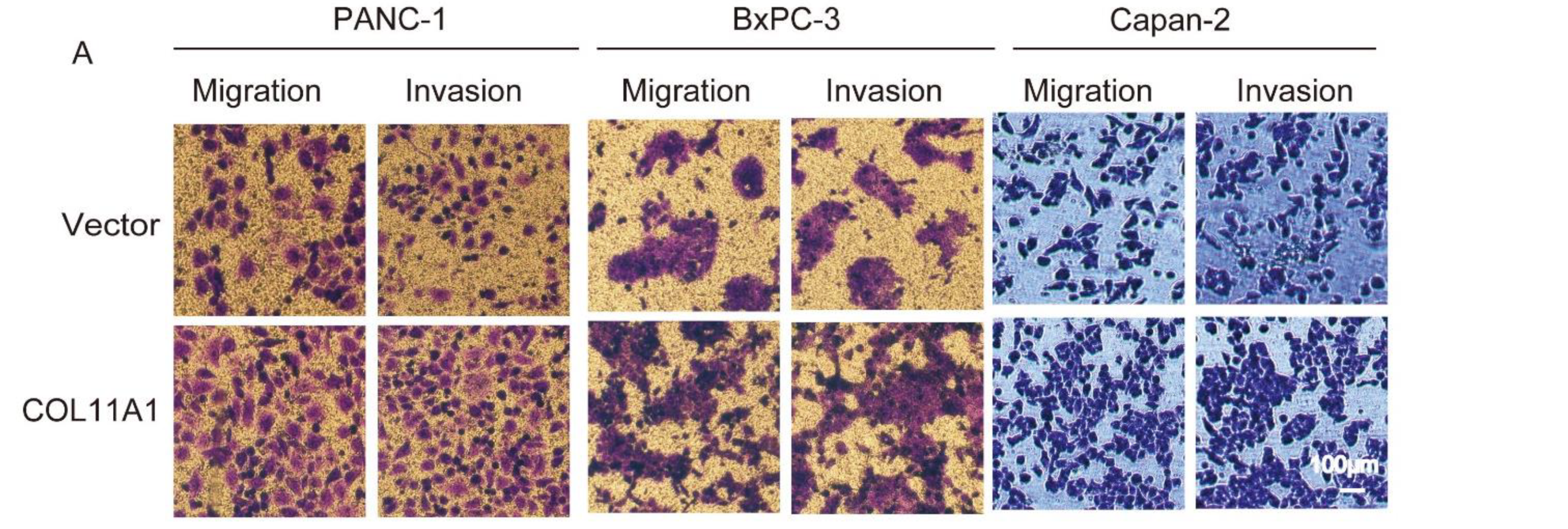 Biomolecules 12 00391 g001a Biomolecules 12 00391 g001a