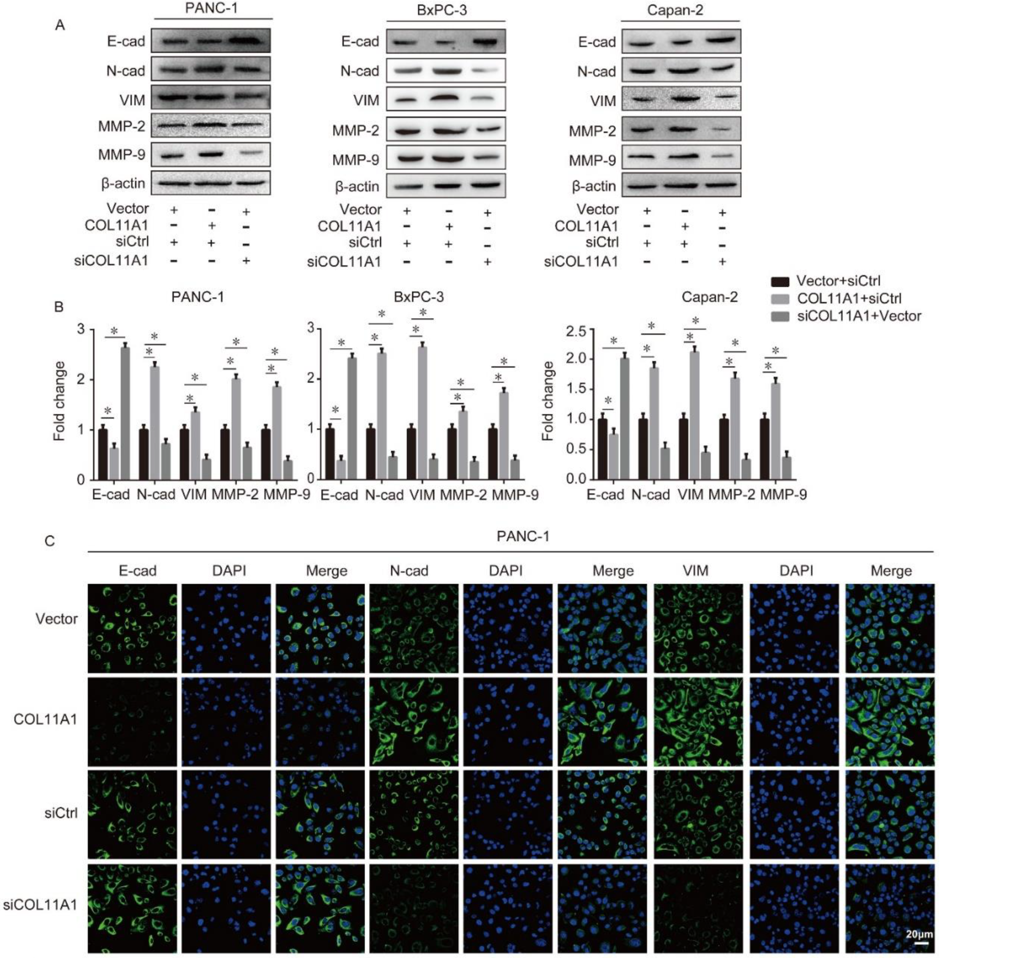 Biomolecules 12 00391 g002a Biomolecules 12 00391 g002a