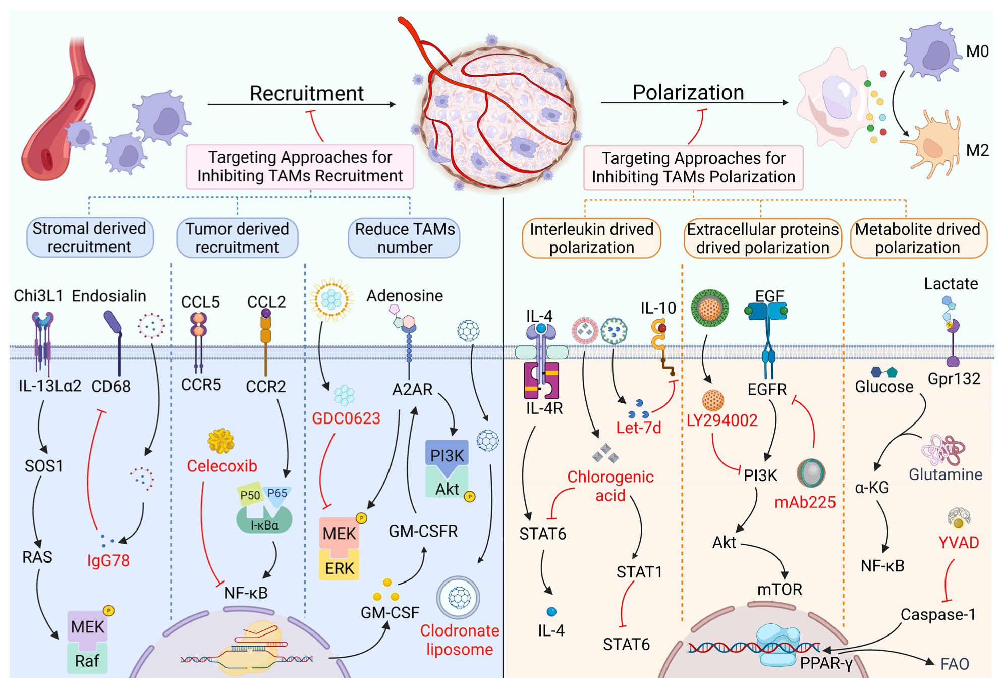 Biomolecules Free Full Text Therapeutic Approaches Targeting Proteins In Tumor Associated Macrophages And Their Applications In Cancers Html Biomolecules Free Full Text Therapeutic Approaches Targeting Proteins In Tumor Associated Macrophages And Their Applications In Cancers Html