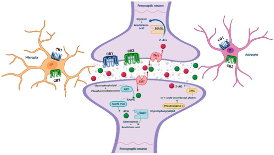 Biomarkers of the Endocannabinoid System in Substance Use