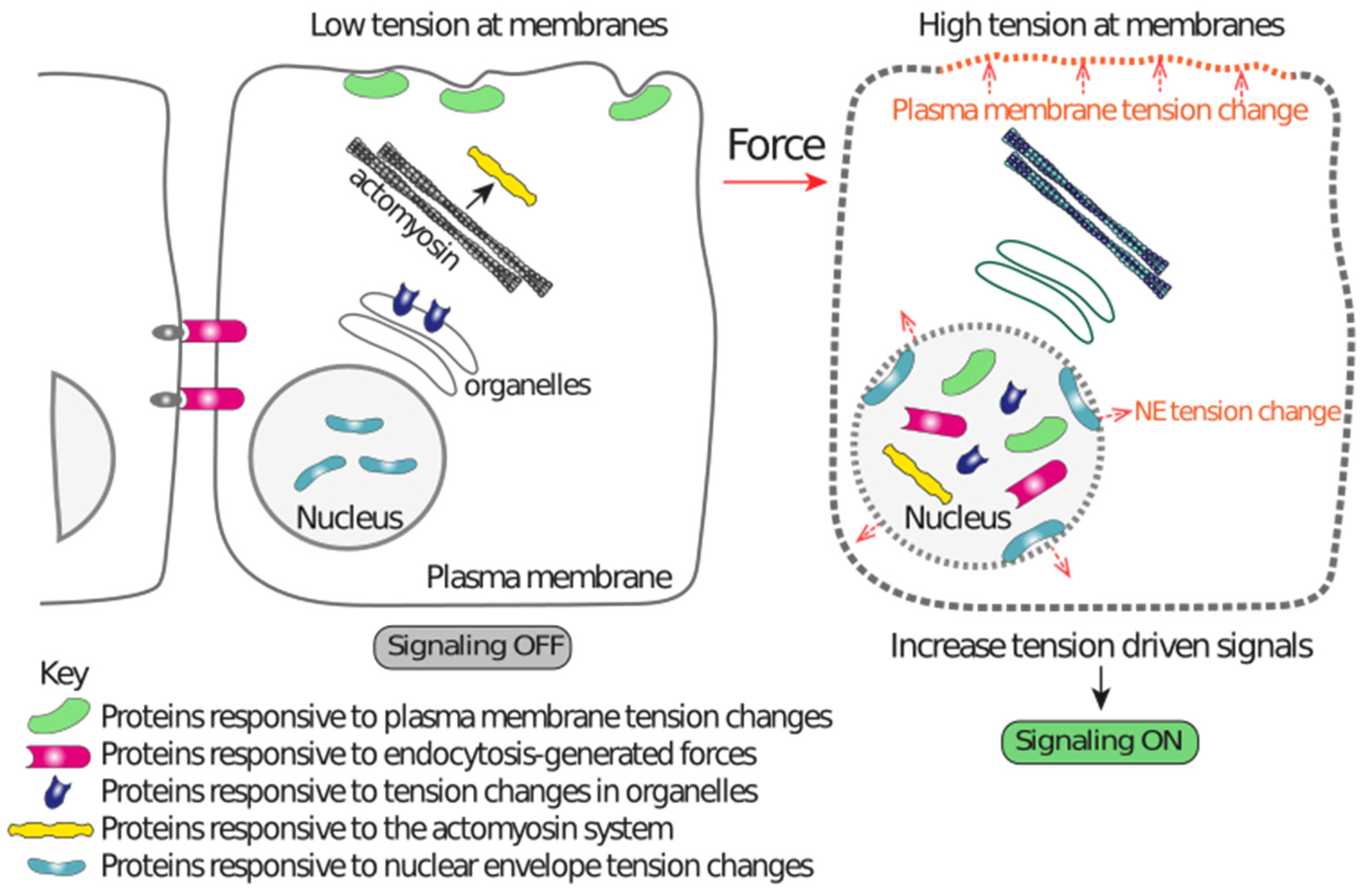 Biomolecules 12 00404 g002 Biomolecules 12 00404 g002