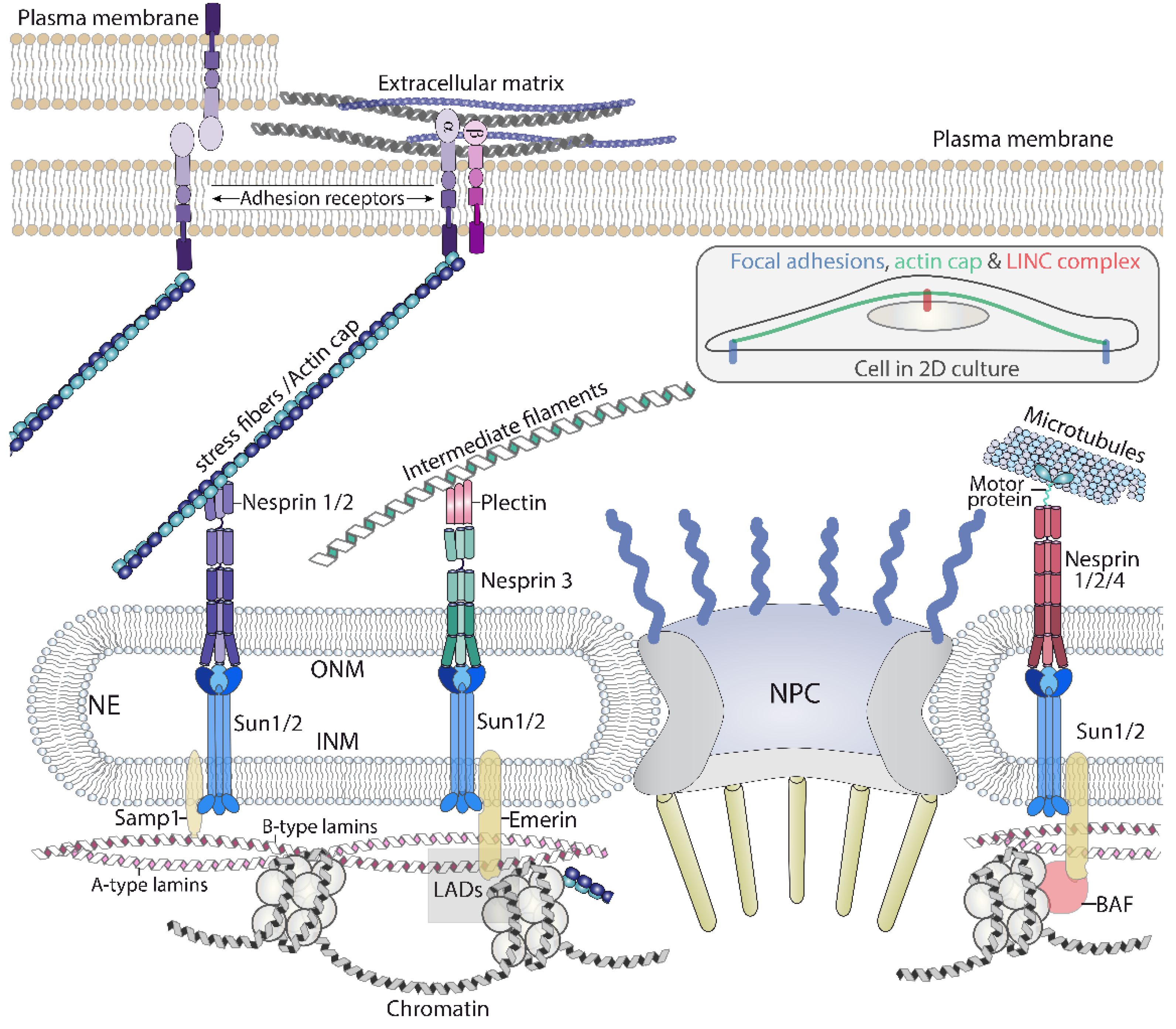 Biomolecules 12 00404 g003 Biomolecules 12 00404 g003