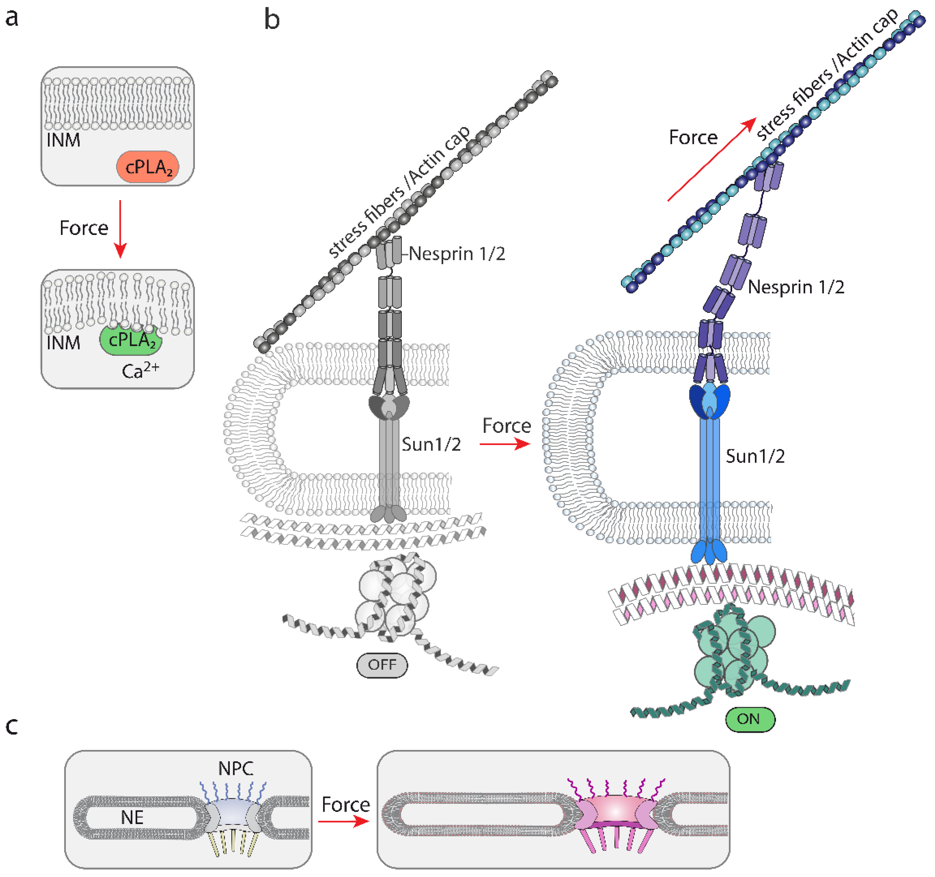 Biomolecules 12 00404 g004 Biomolecules 12 00404 g004