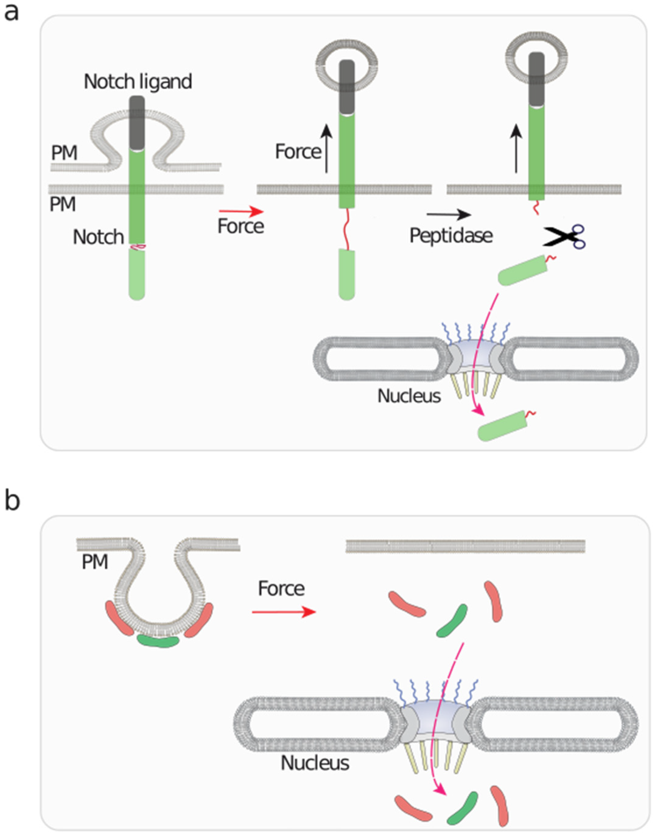 Biomolecules 12 00404 g005 Biomolecules 12 00404 g005