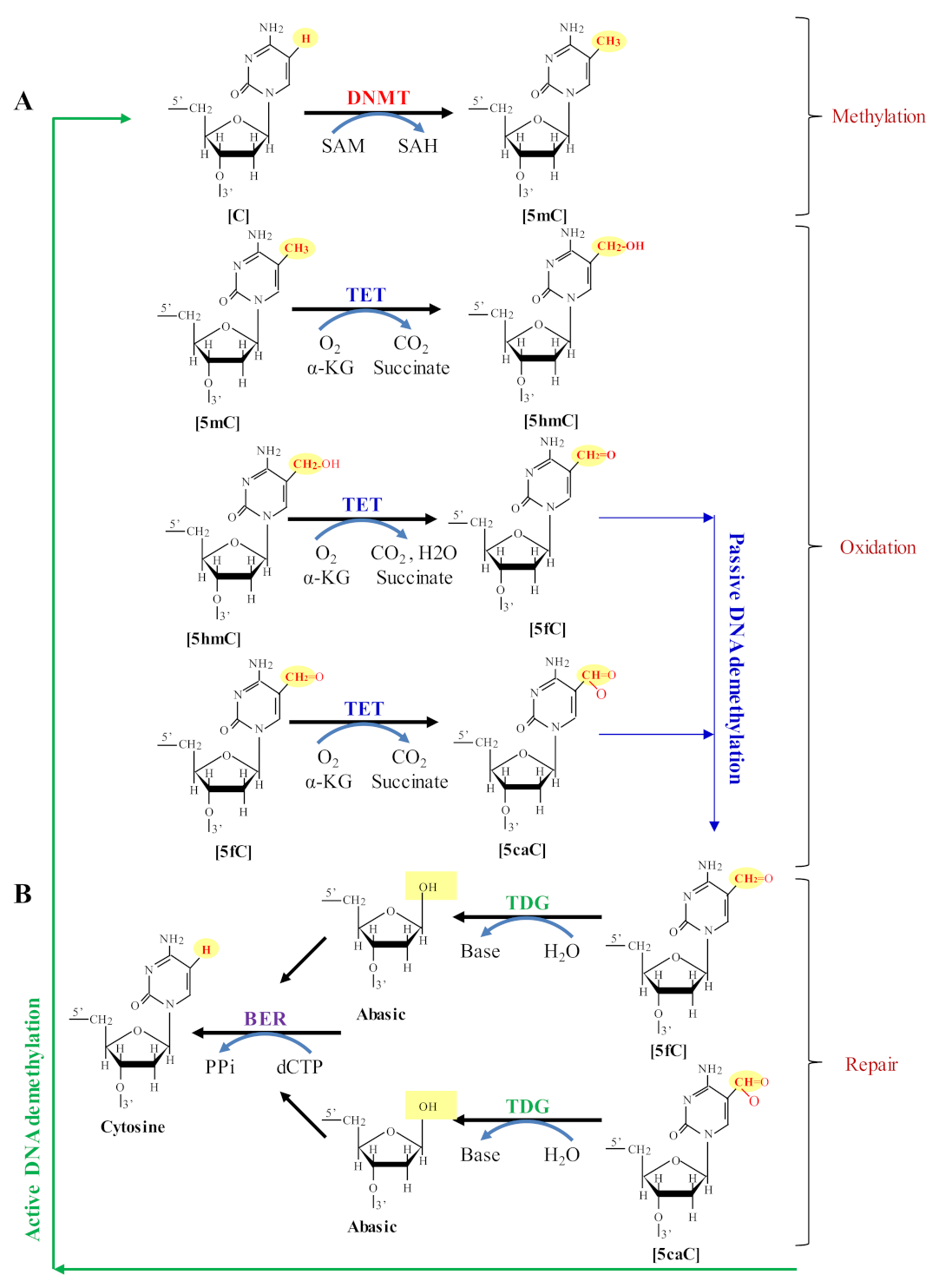 Biomolecules 12 00417 g003