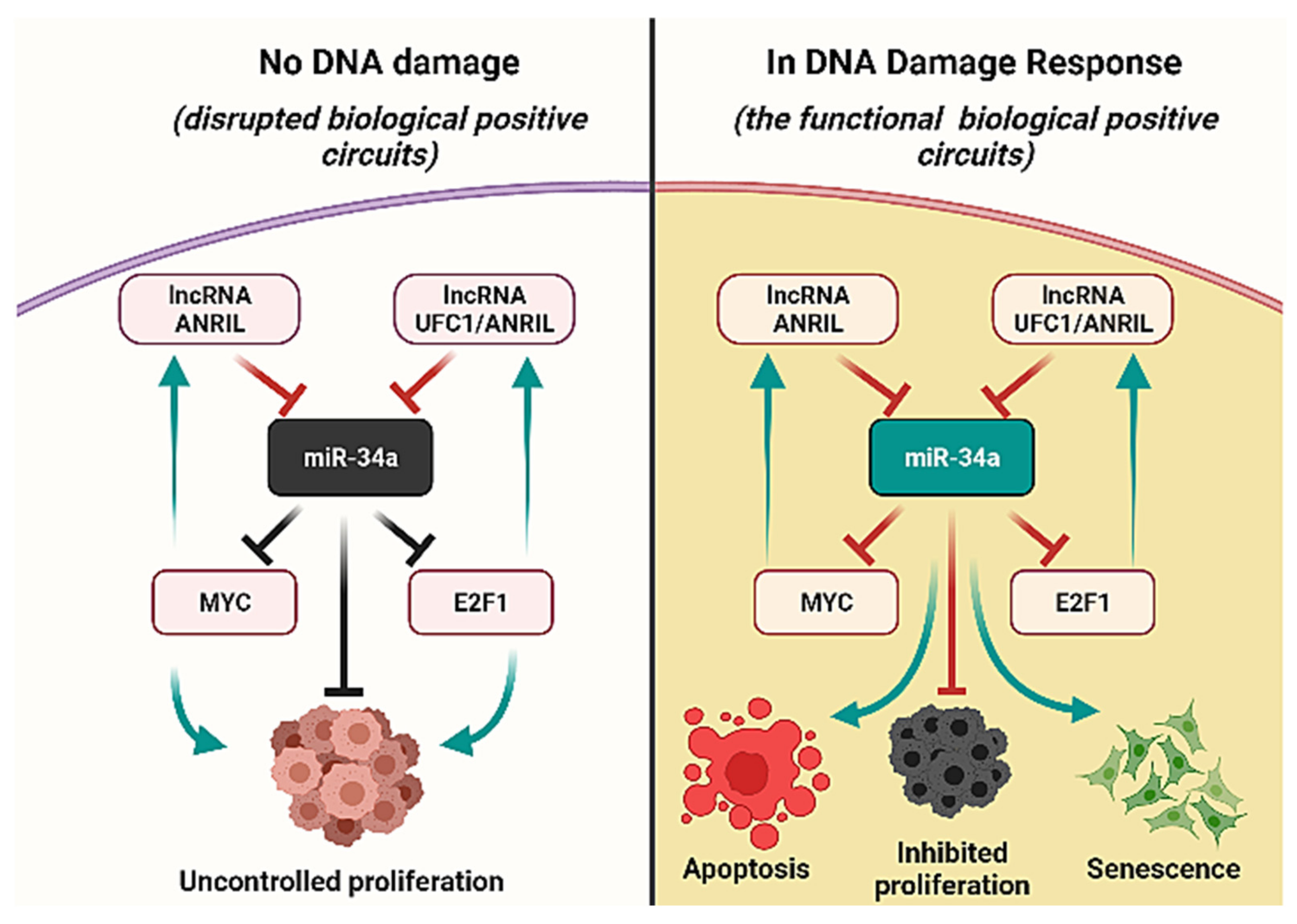 Biomolecules 12 00420 g006 Biomolecules 12 00420 g006