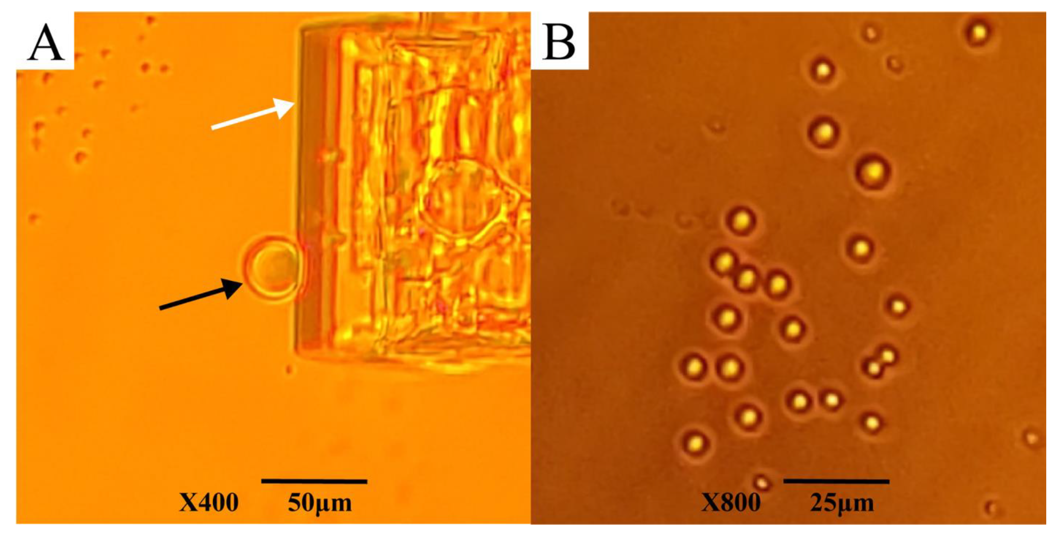 Biomolecules 12 00425 g009 550