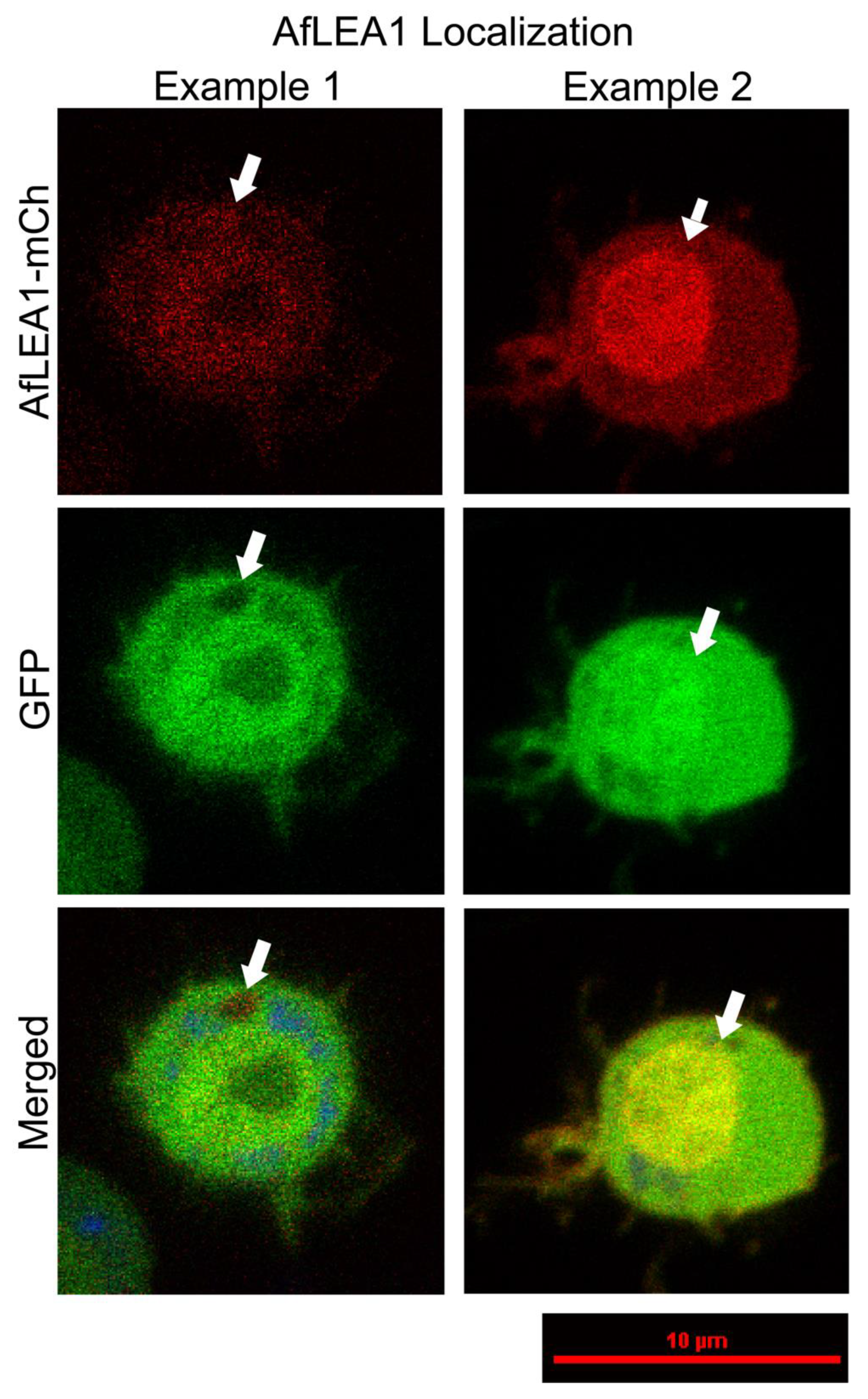 Biomolecules 12 00425 g012 550
