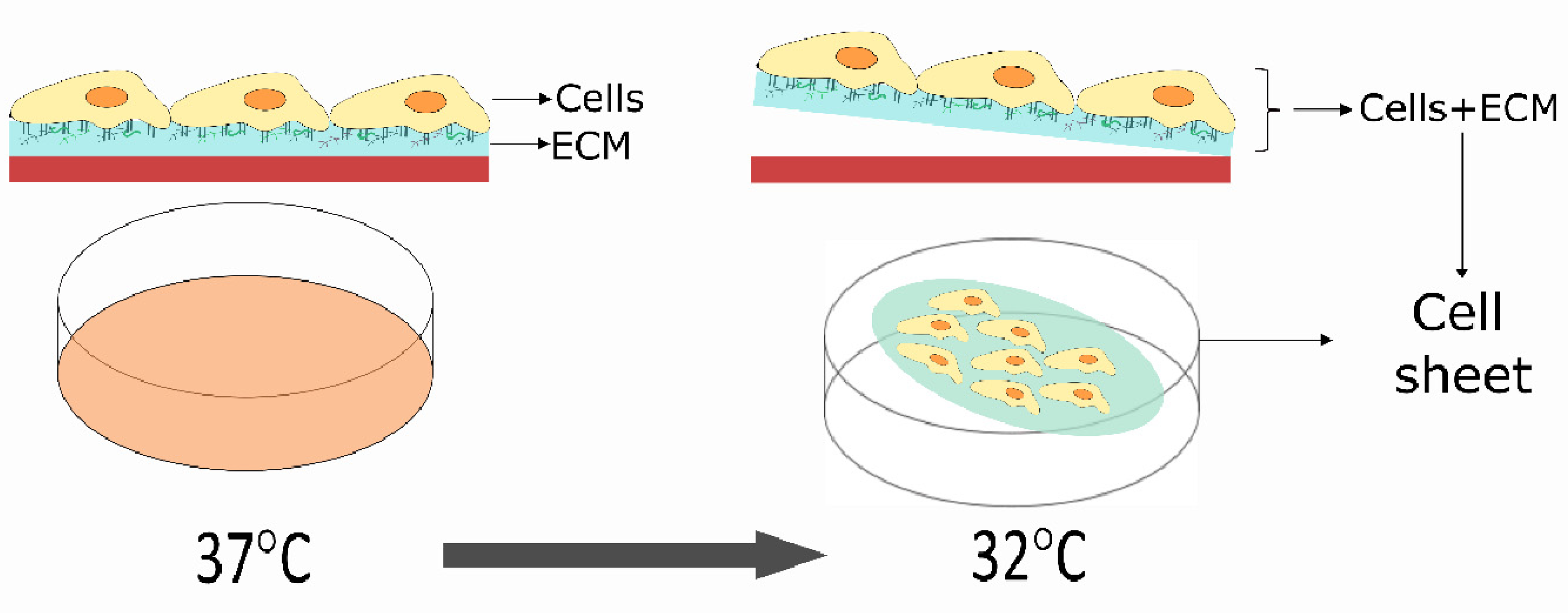 Biomolecules 12 00435 g001 Biomolecules 12 00435 g001
